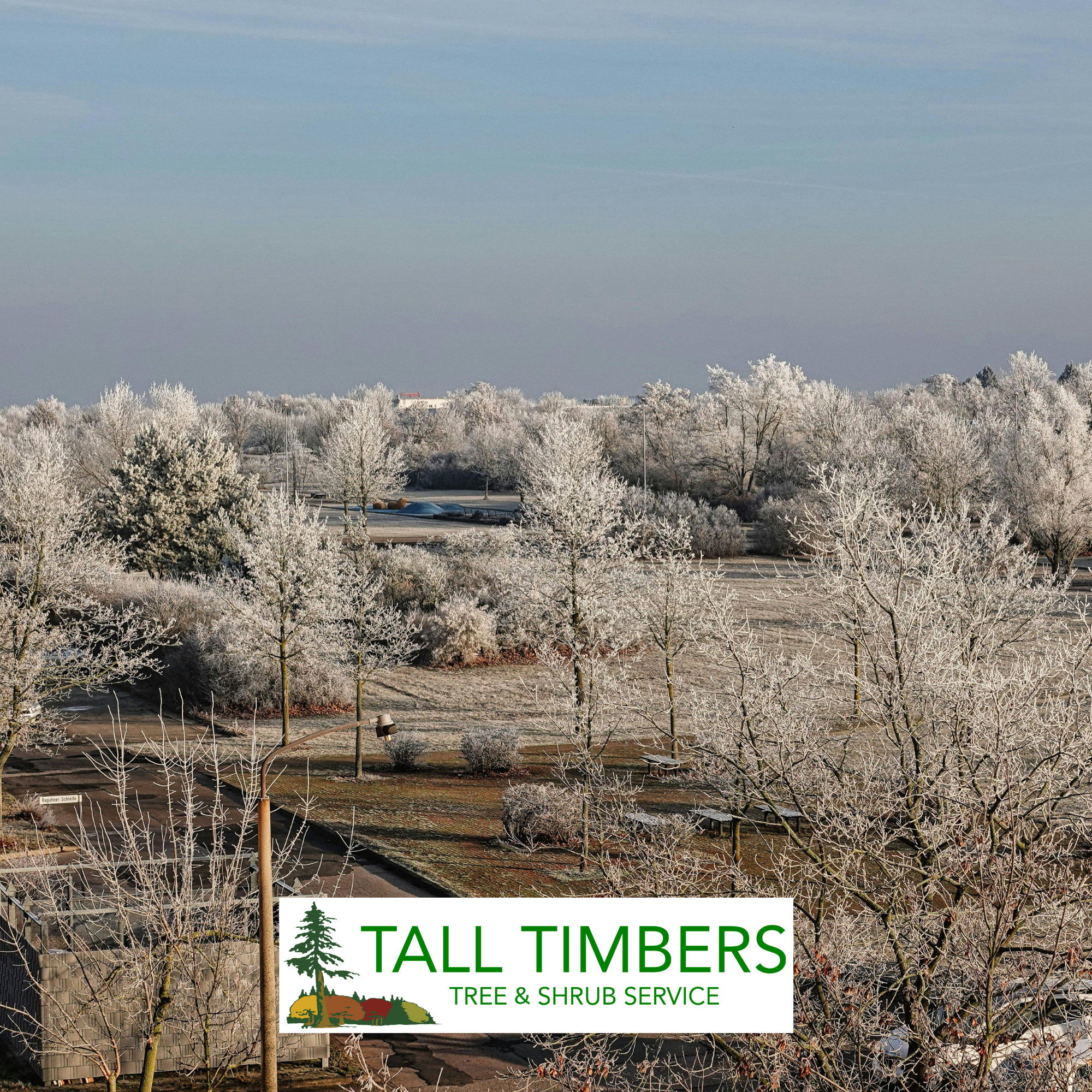 How a Late Spring Frost Impacts Trees in Colorado