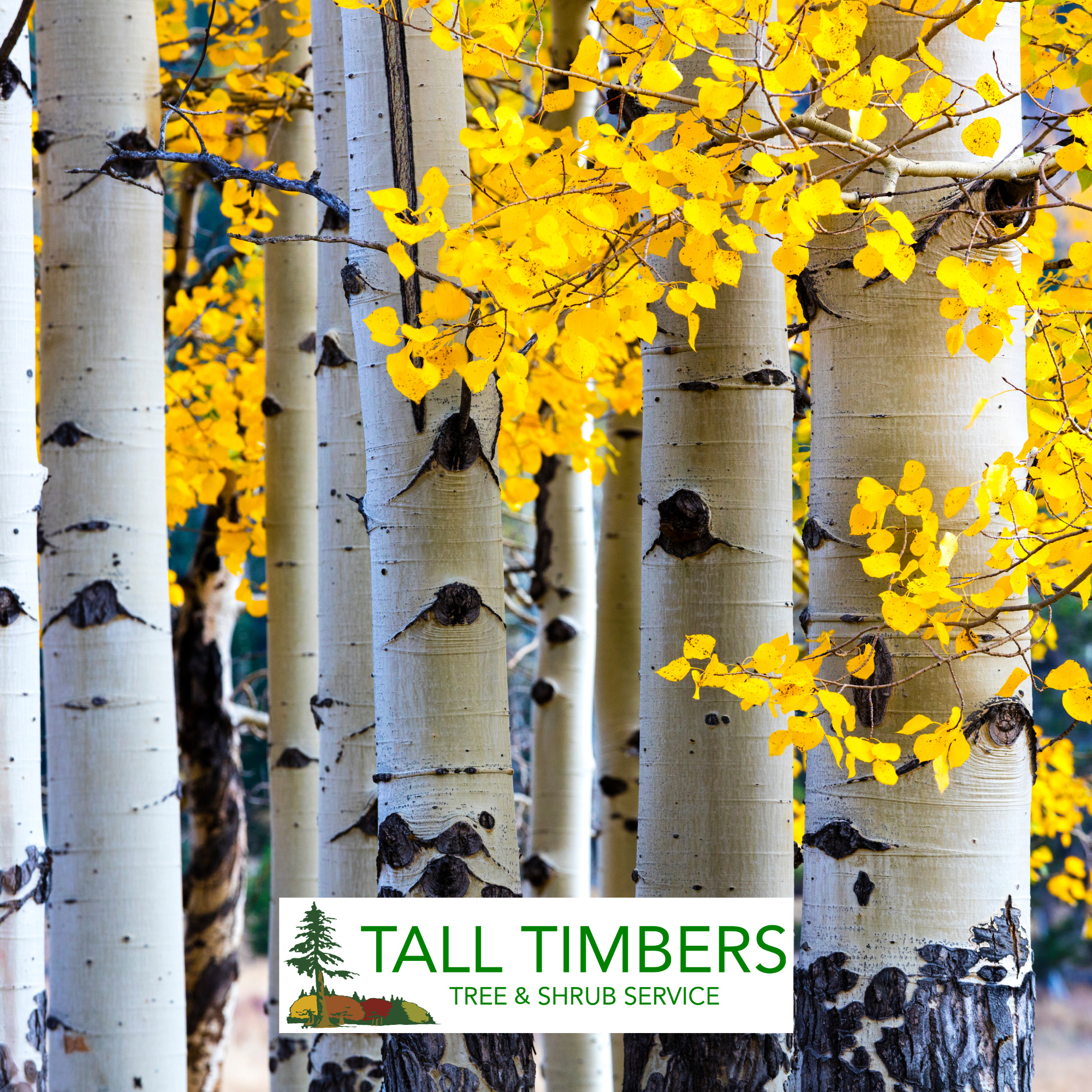 Common Aspen Tree Diseases in Colorado and How to Manage Them