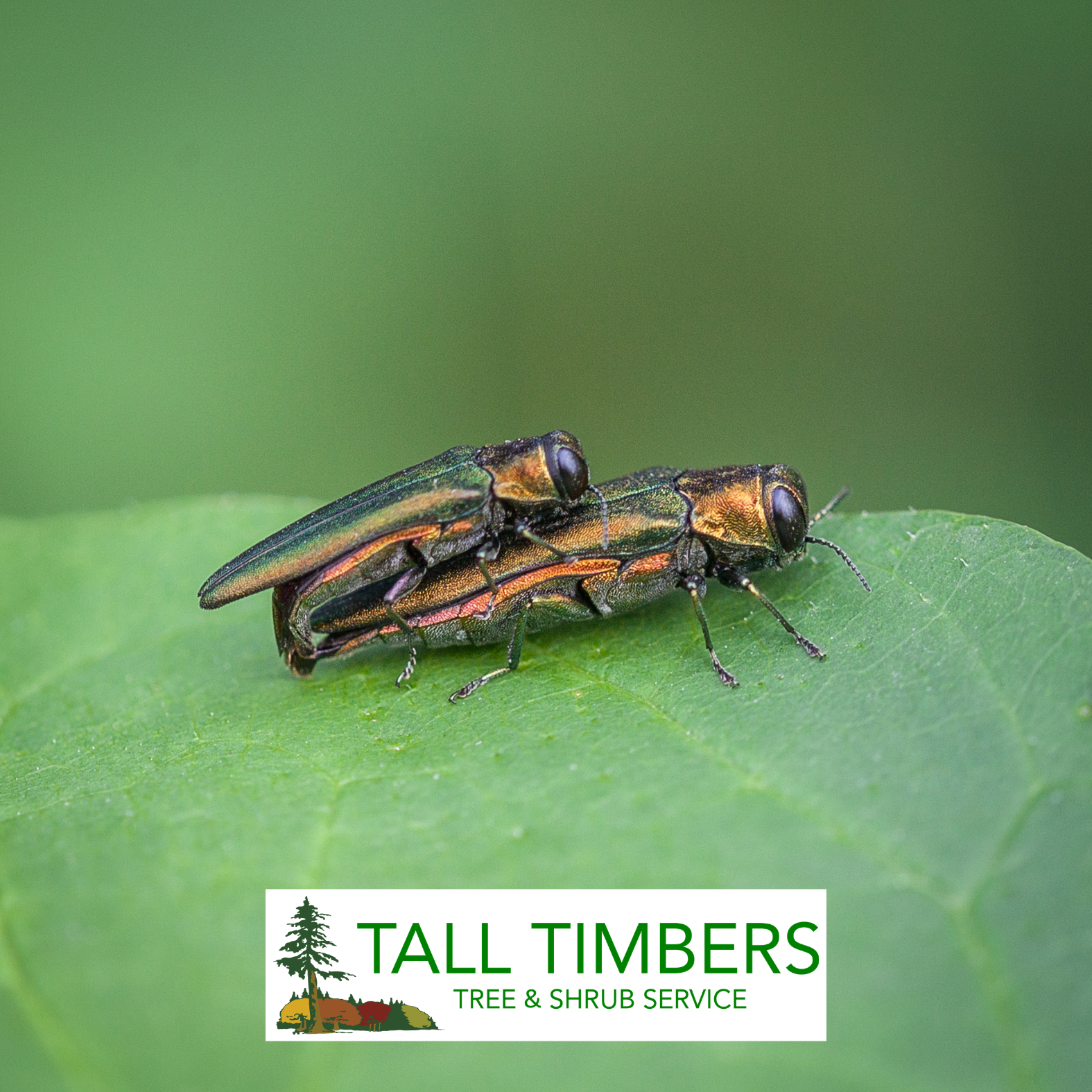 Emerald Ash Borer Has Officially Arrived in Colorado Springs: What Homeowners Need to Know Right Now