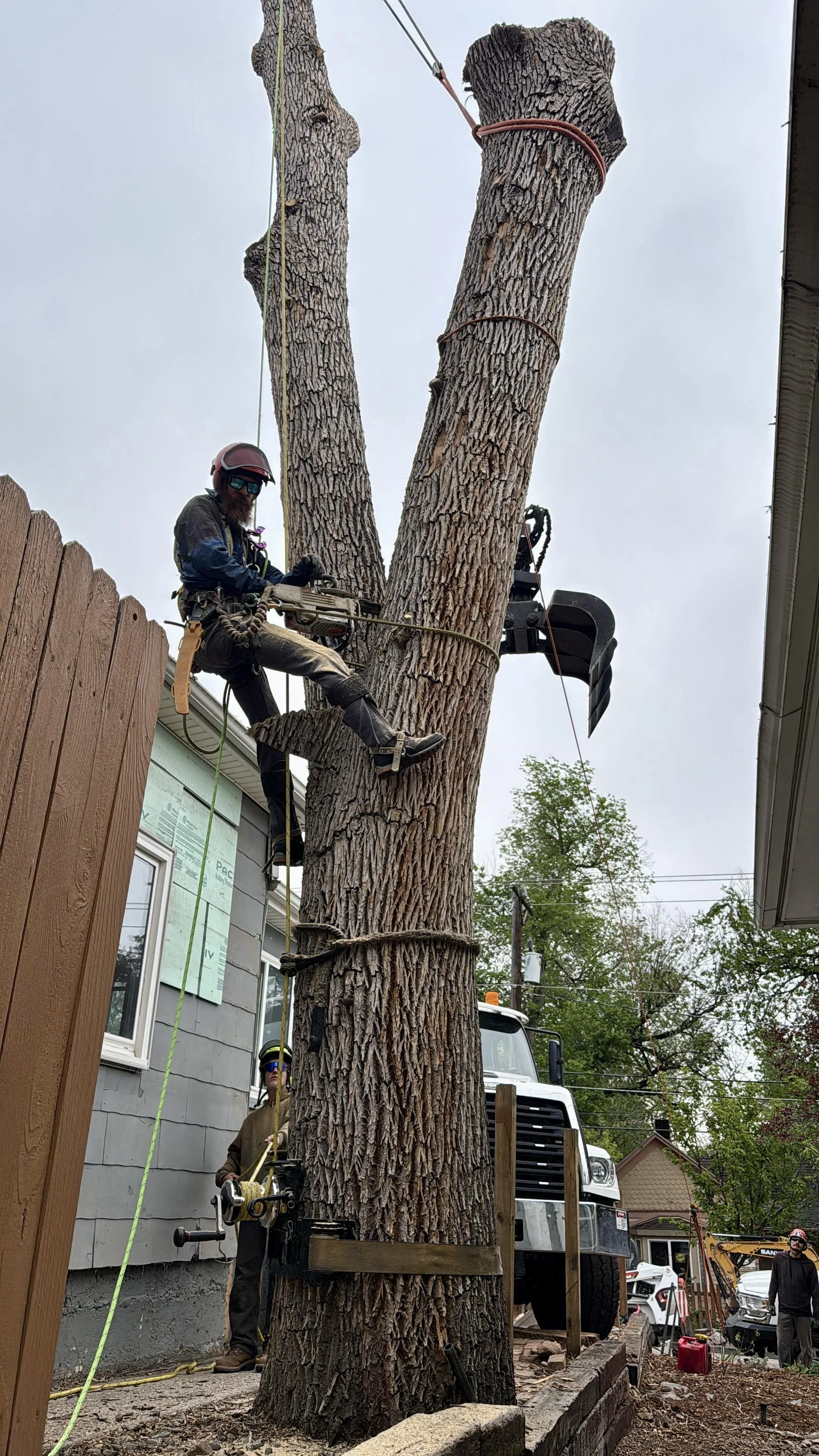 Climber in a tree in between two homes