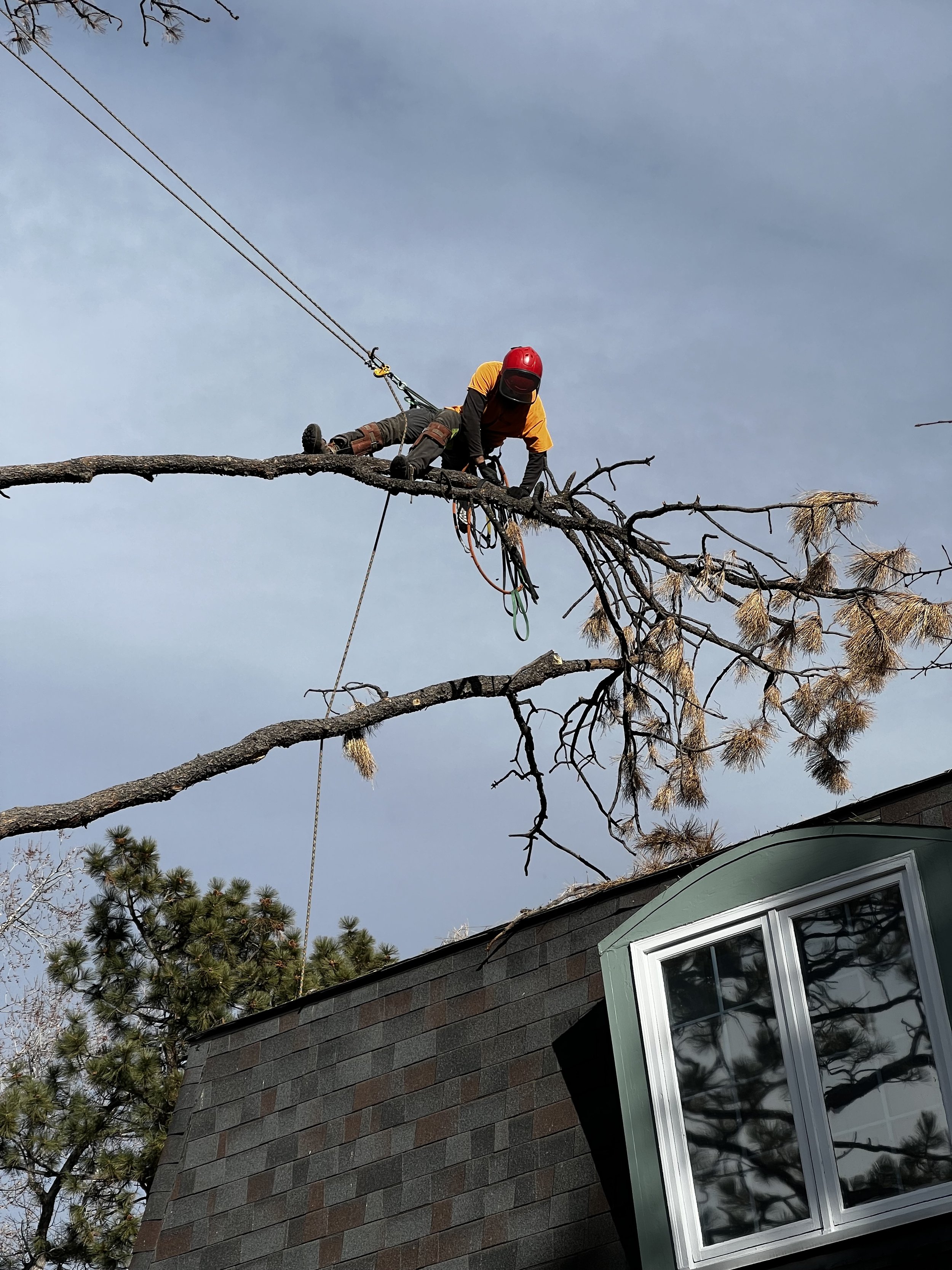 Arborist going out on a limb to cut it away from the home