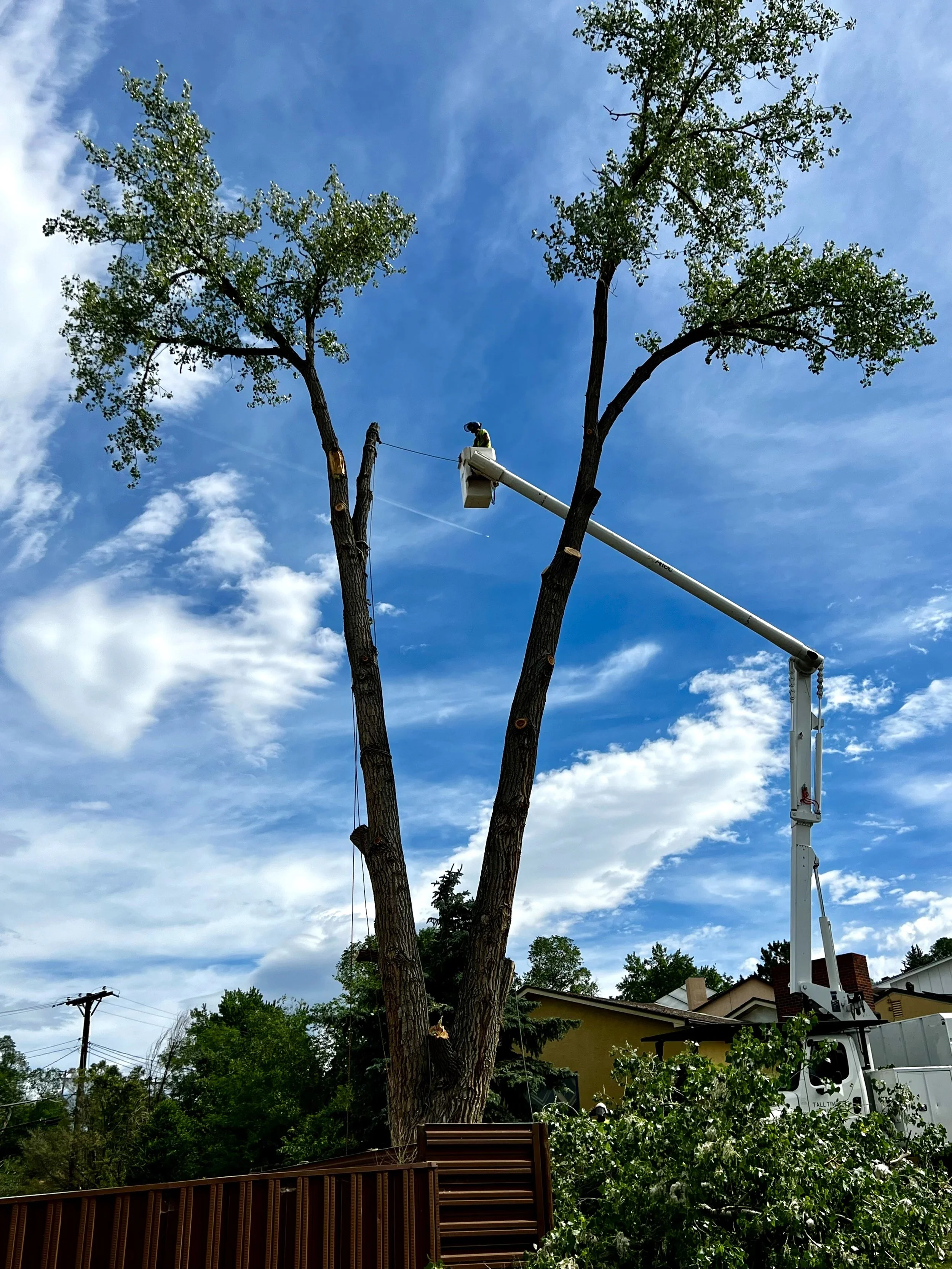Man in a Bucket Truck Pruning Limbs