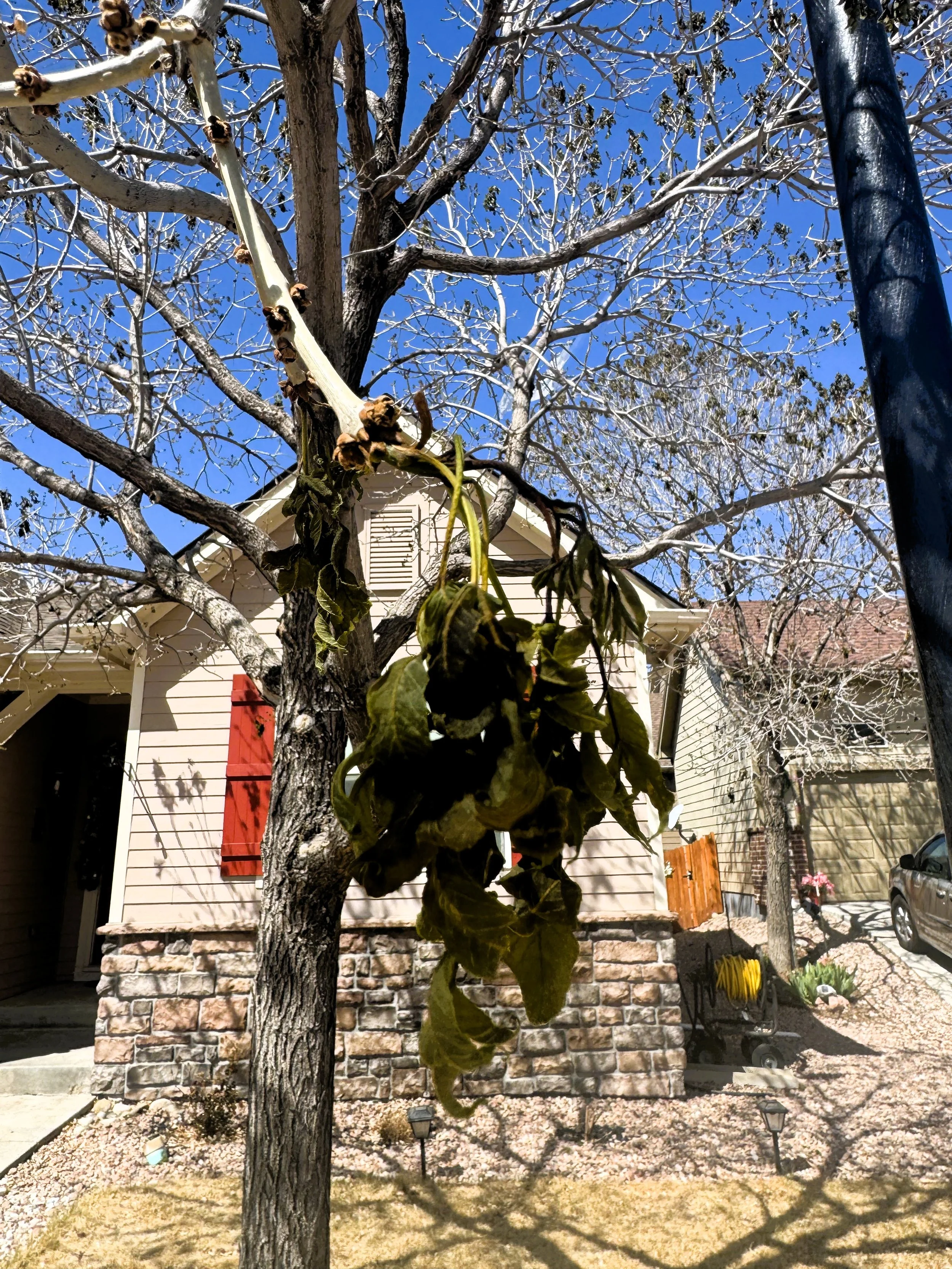 Late Spring Frost Tree Damage in Colorado | Tall Timbers — Tree Service ...