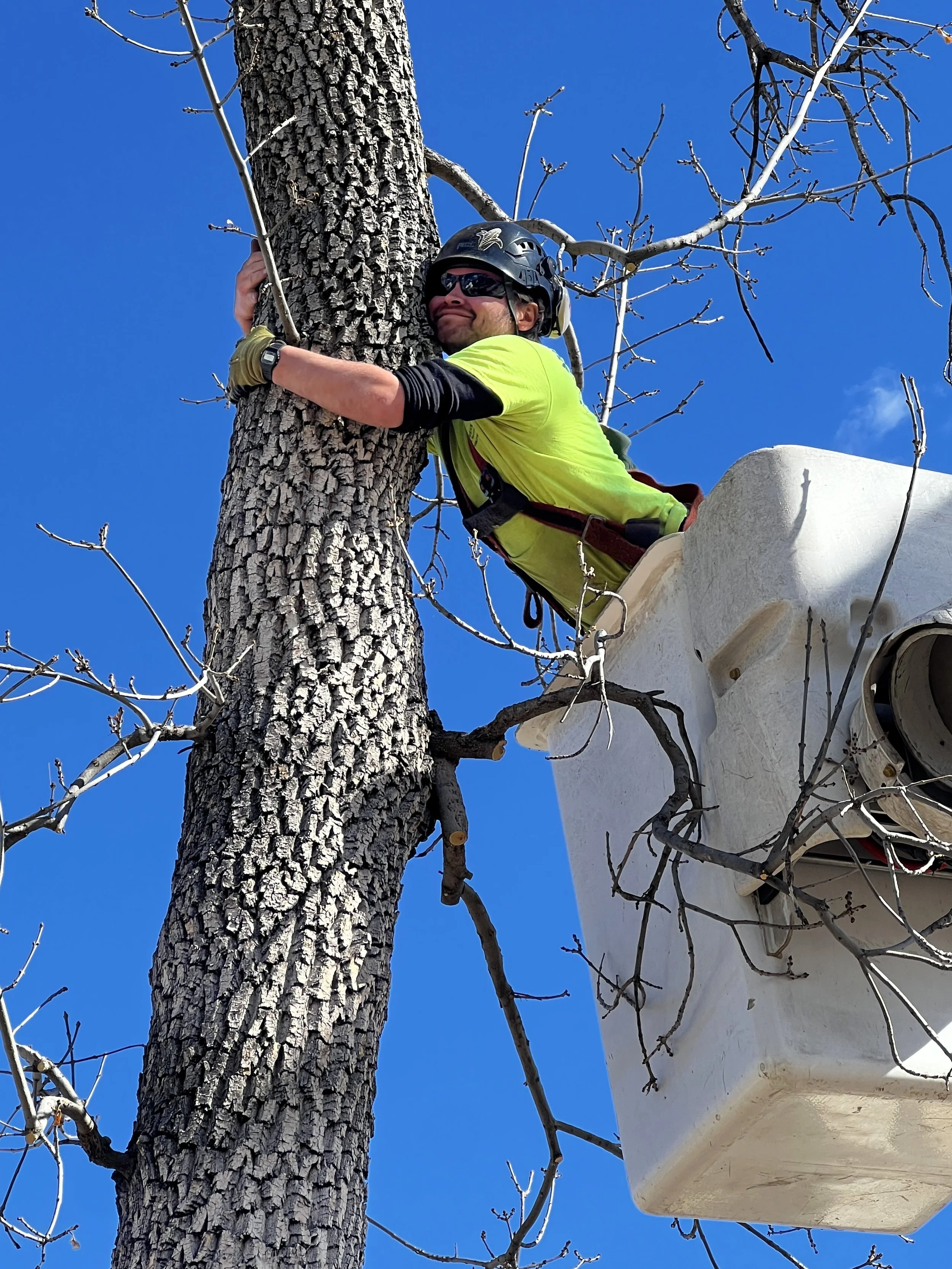 Pruning-Trees-Colorado-Springs-Arborist
