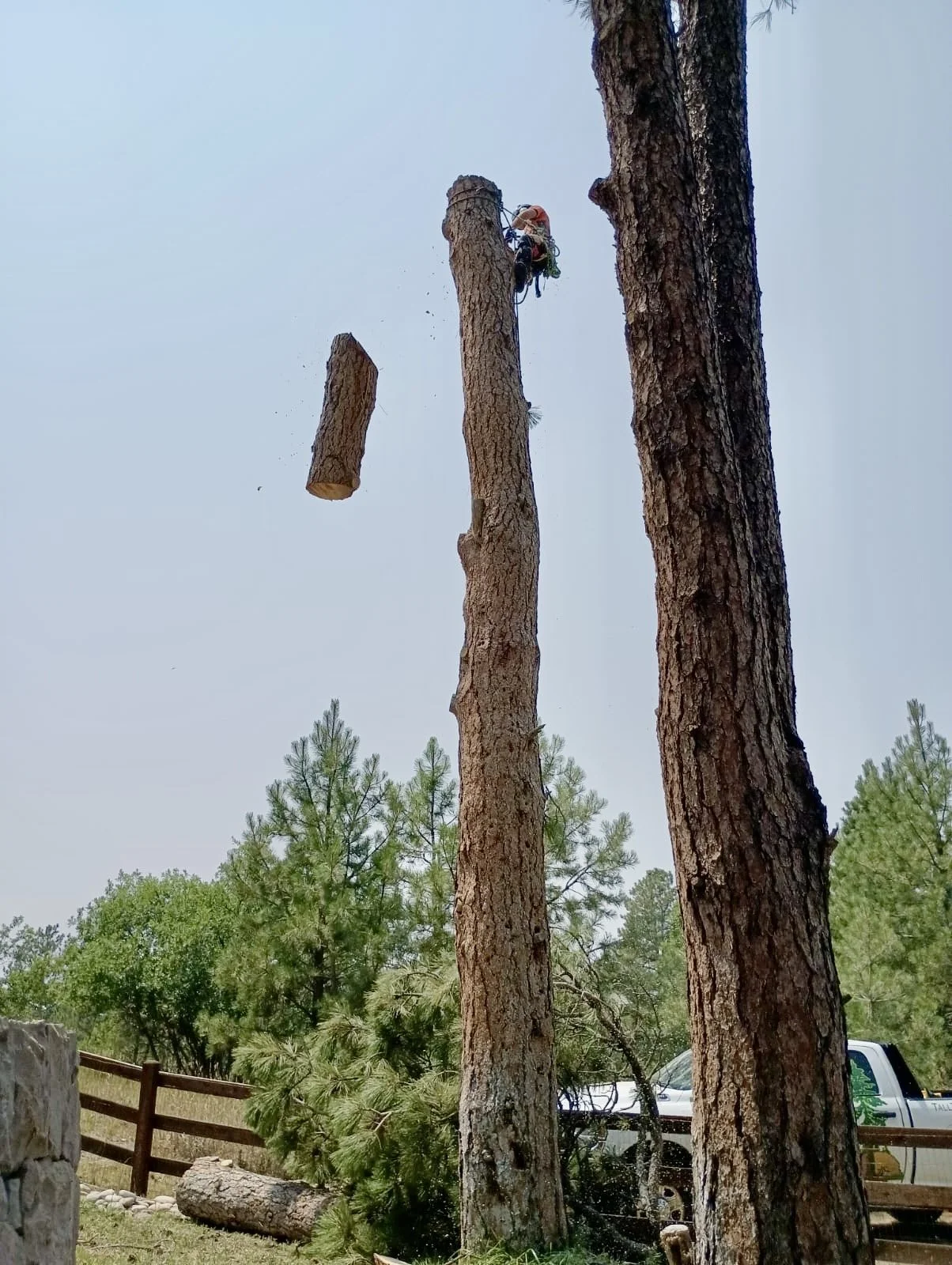 Arborist climbing a tall tree with safety gear, cutting off a large branch, in a wooded area with a fence and a pickup truck in the background.