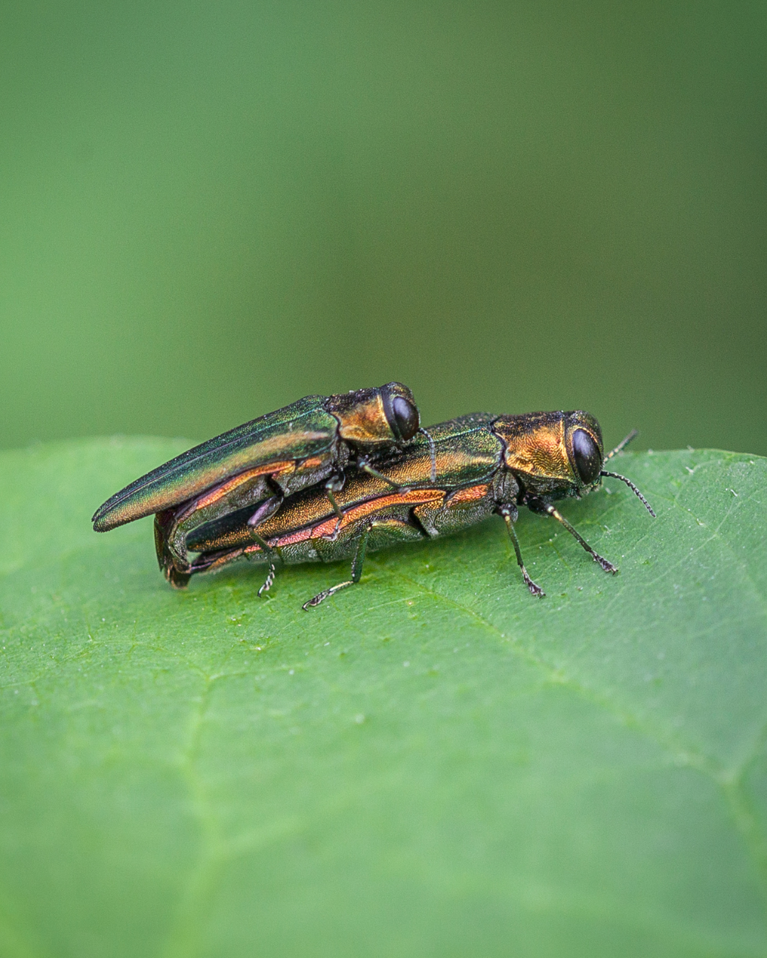 Two Emerald Ash Borers