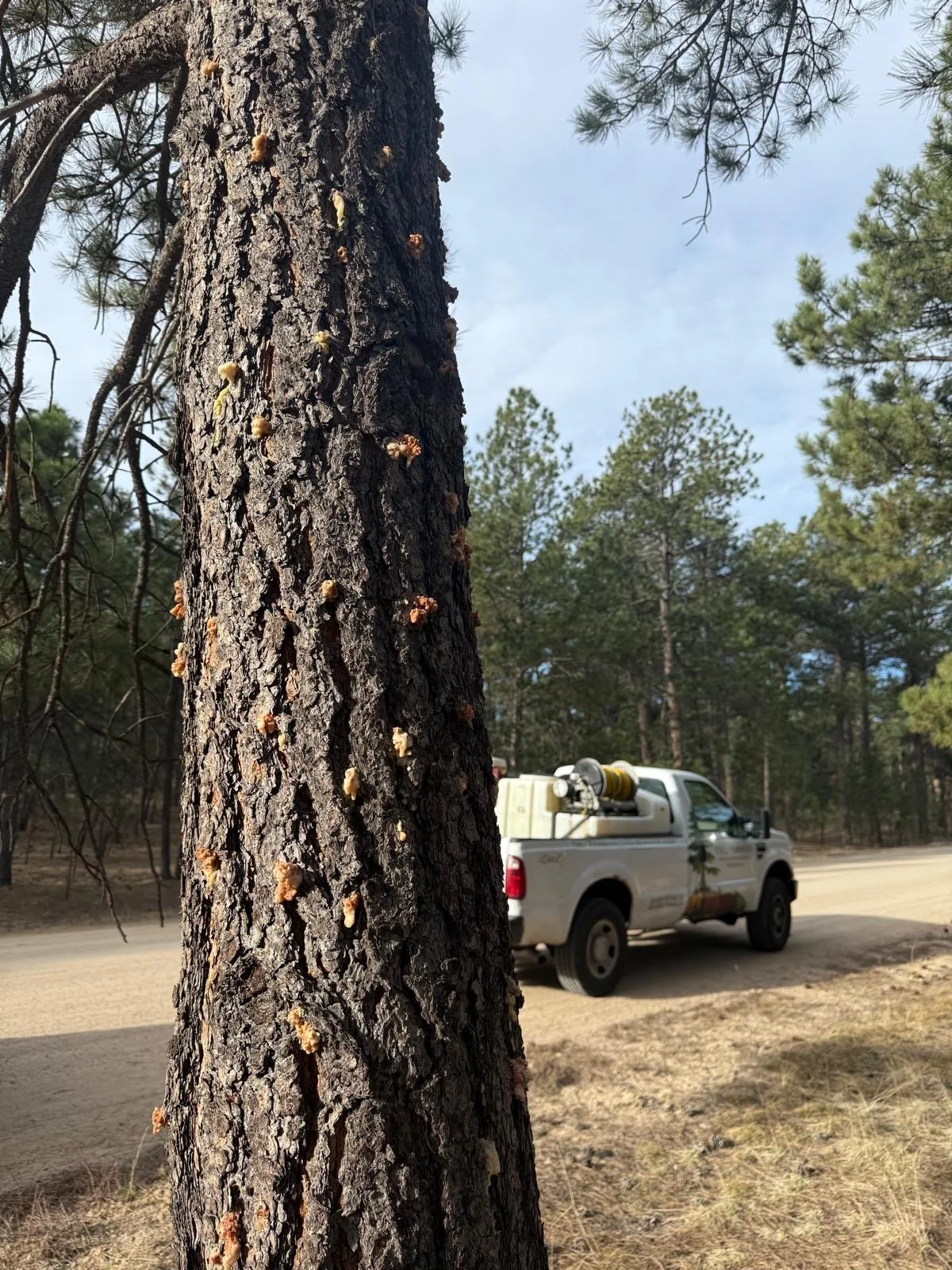 Beetle hits on a pine tree