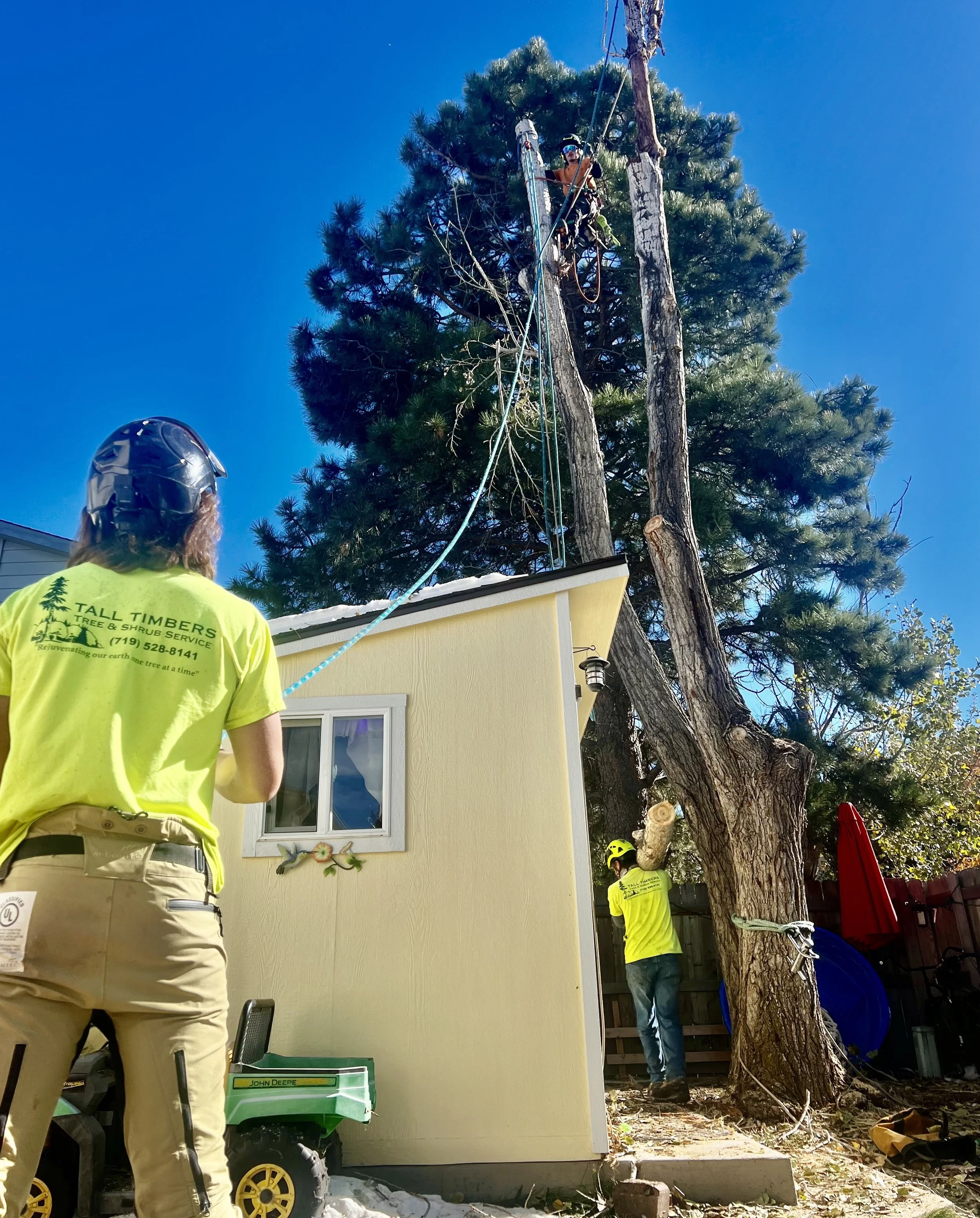 Tree being removed that is very close to backyard shed in colorado springs