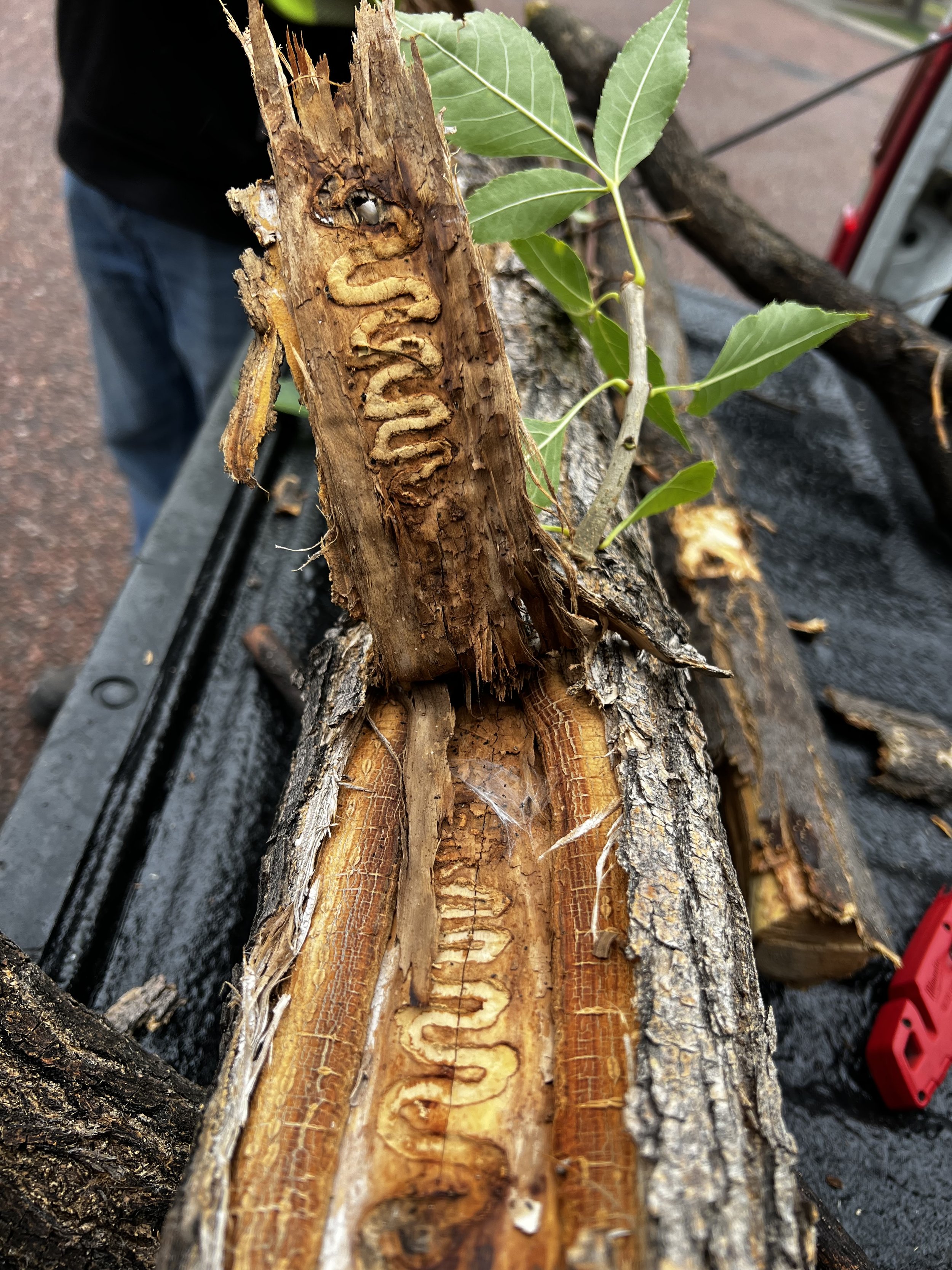 S-shaped emerald ash borer tunnels beneath the bark of an ash tree