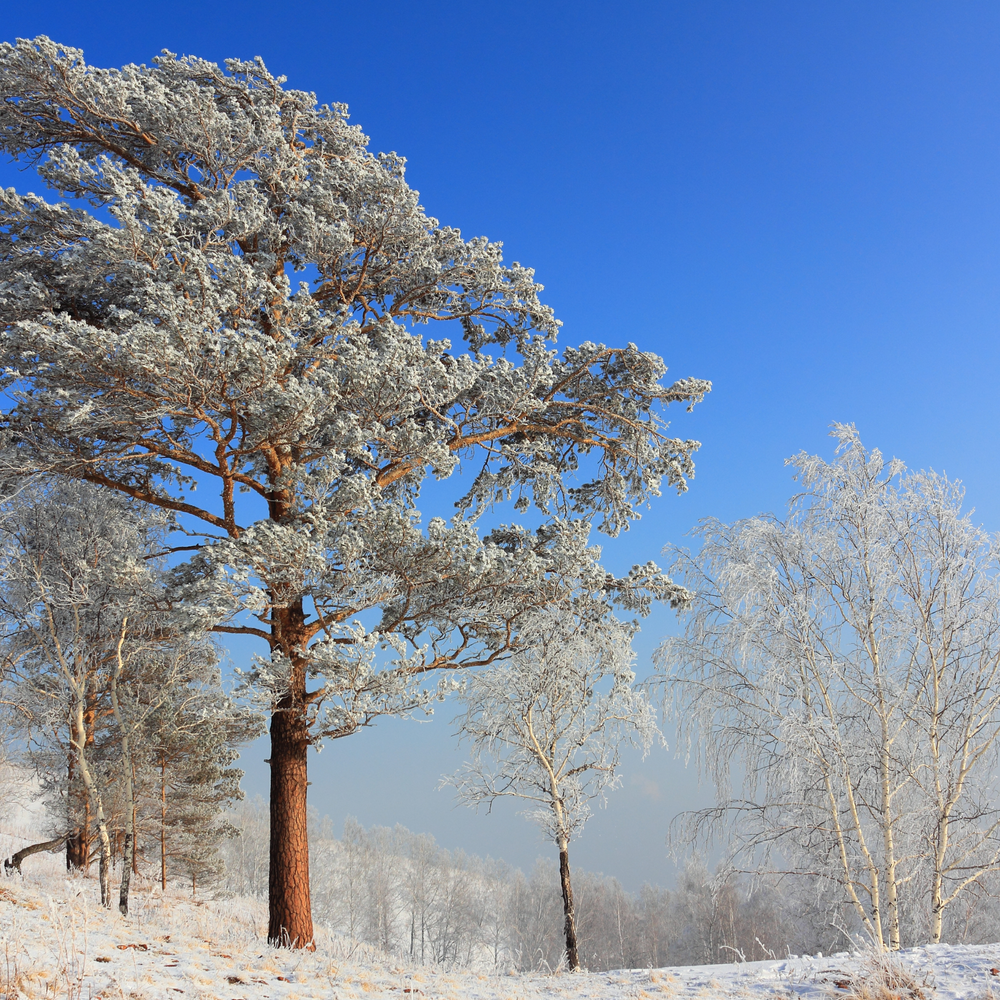 Winter Time Tree Winter Tree Pruning — Tall Timbers Tree & Shrub Service - Colorado ...
