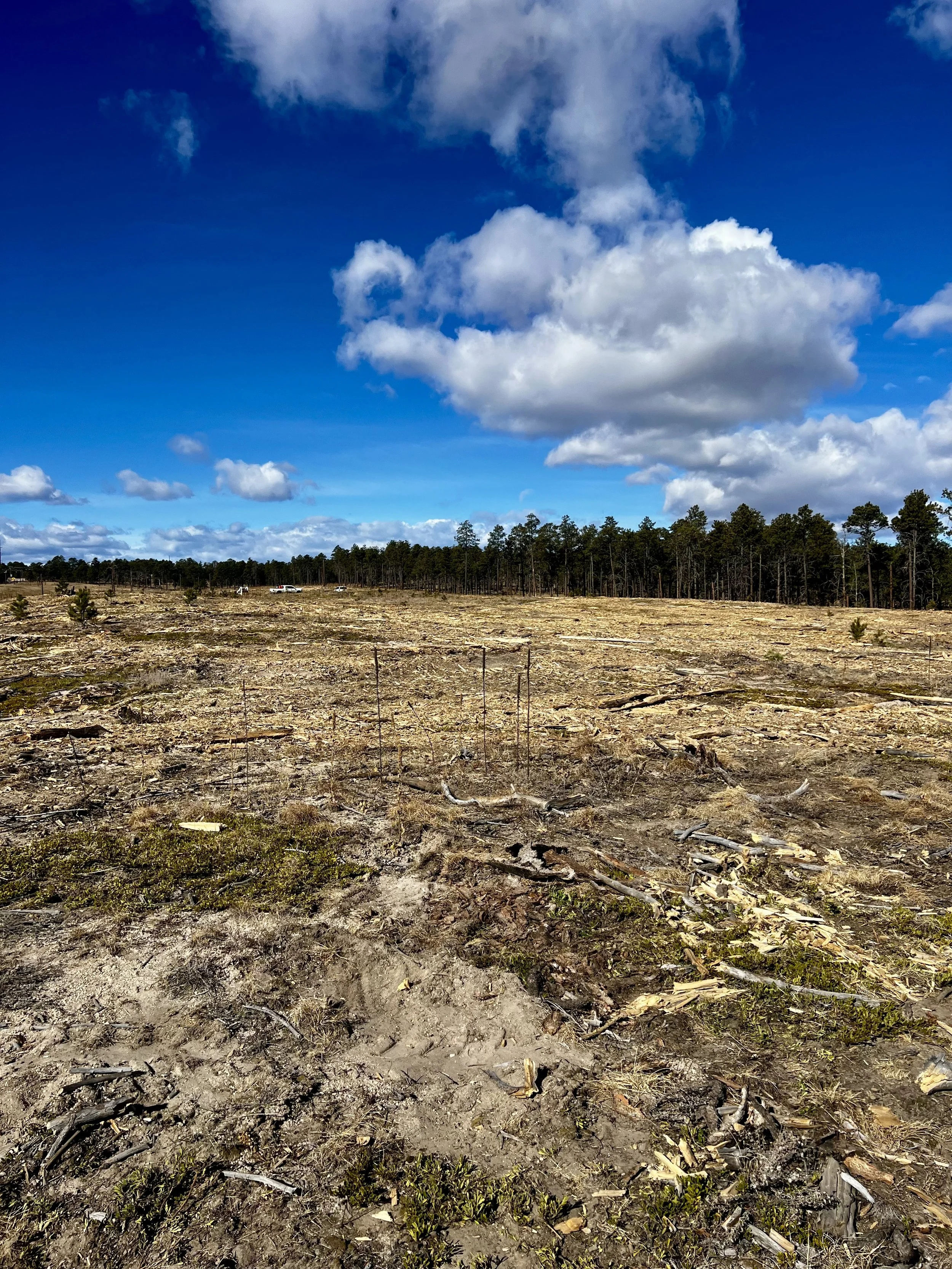 Tree Cleared Lot that got devastated by the black forest fire