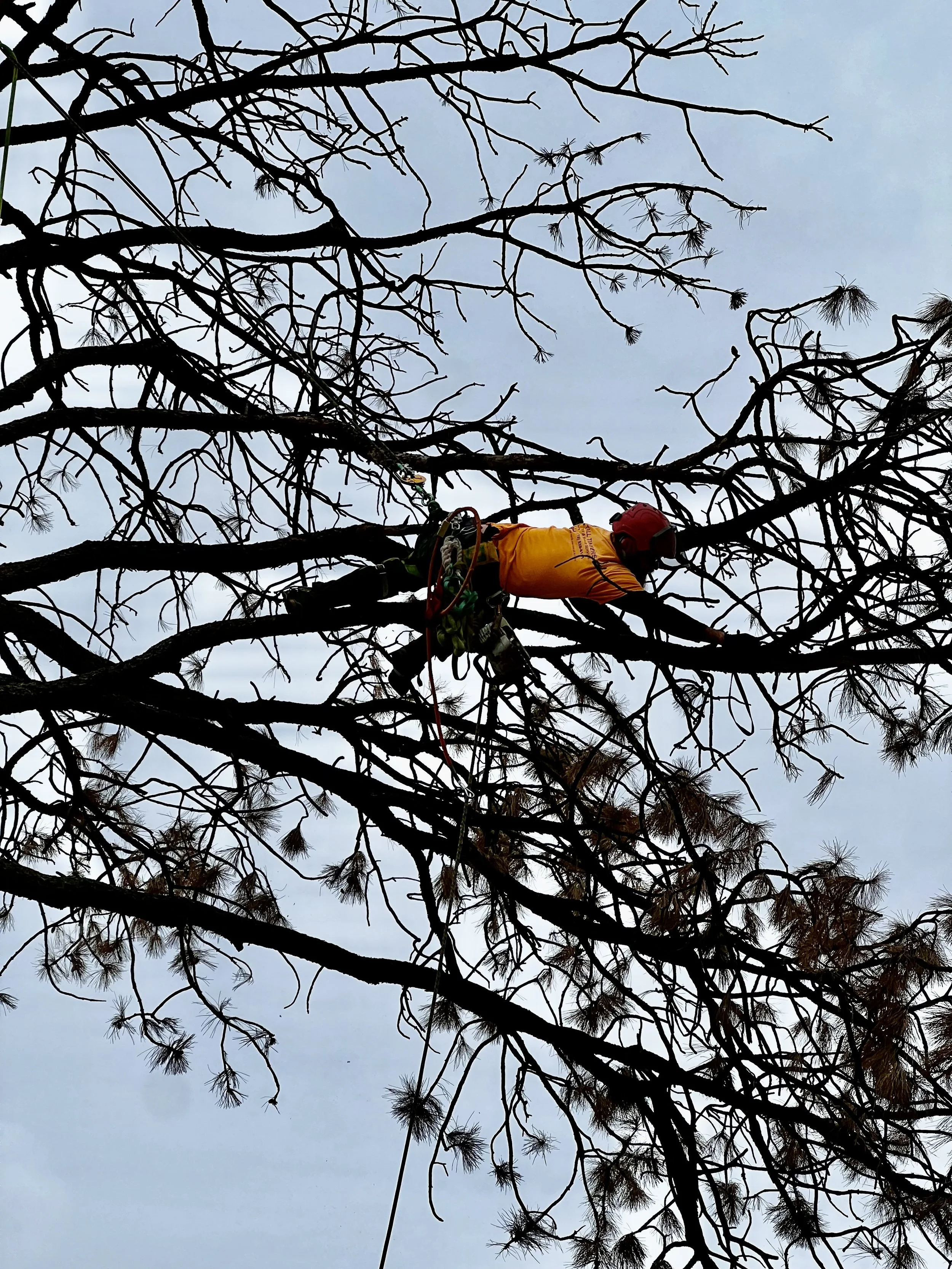 A person wearing a red helmet, orange shirt, and climbing gear is climbing a tall, leafless tree against a cloudy sky.