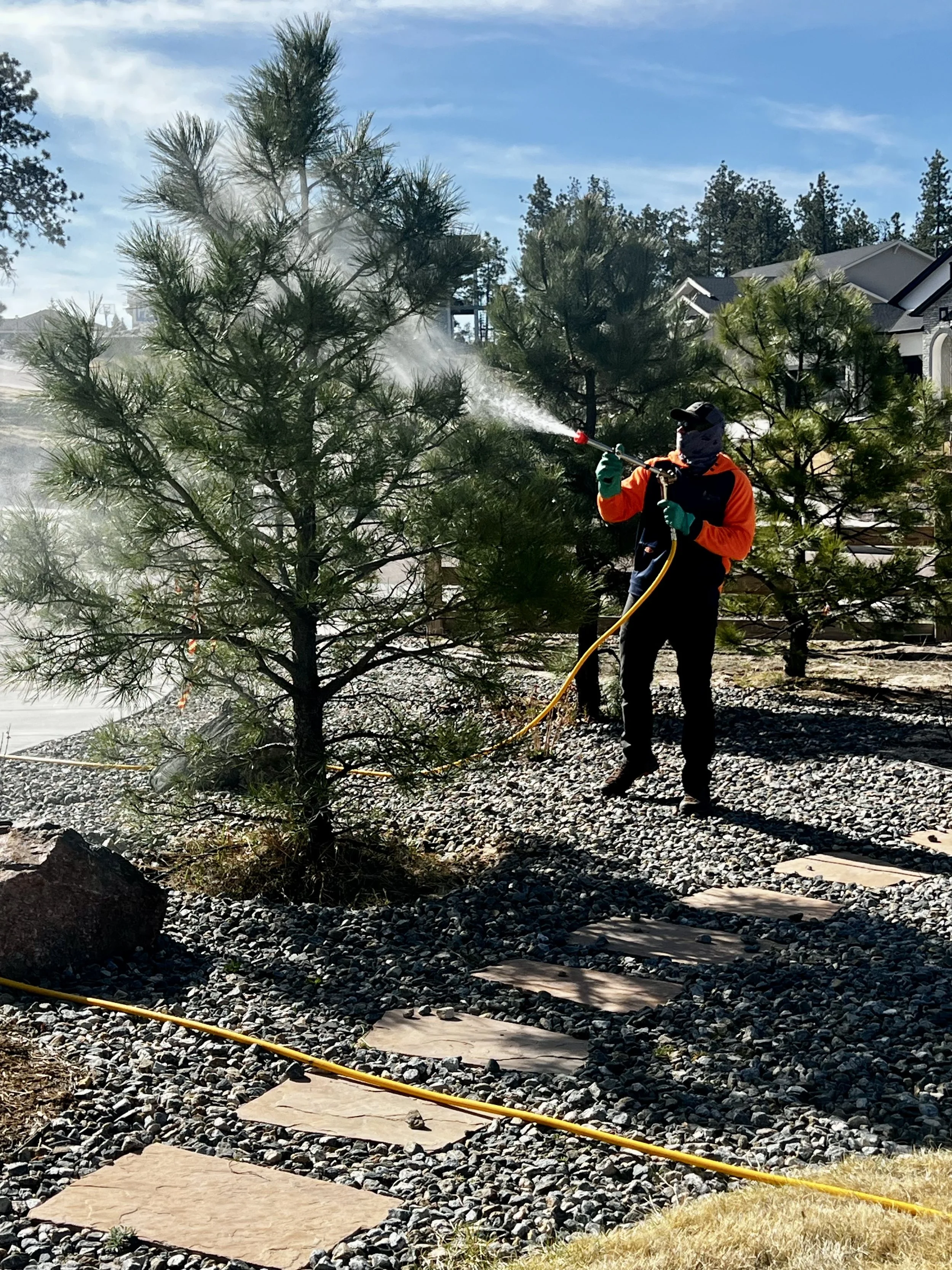 Spray Tech Spraying a Pine Tree