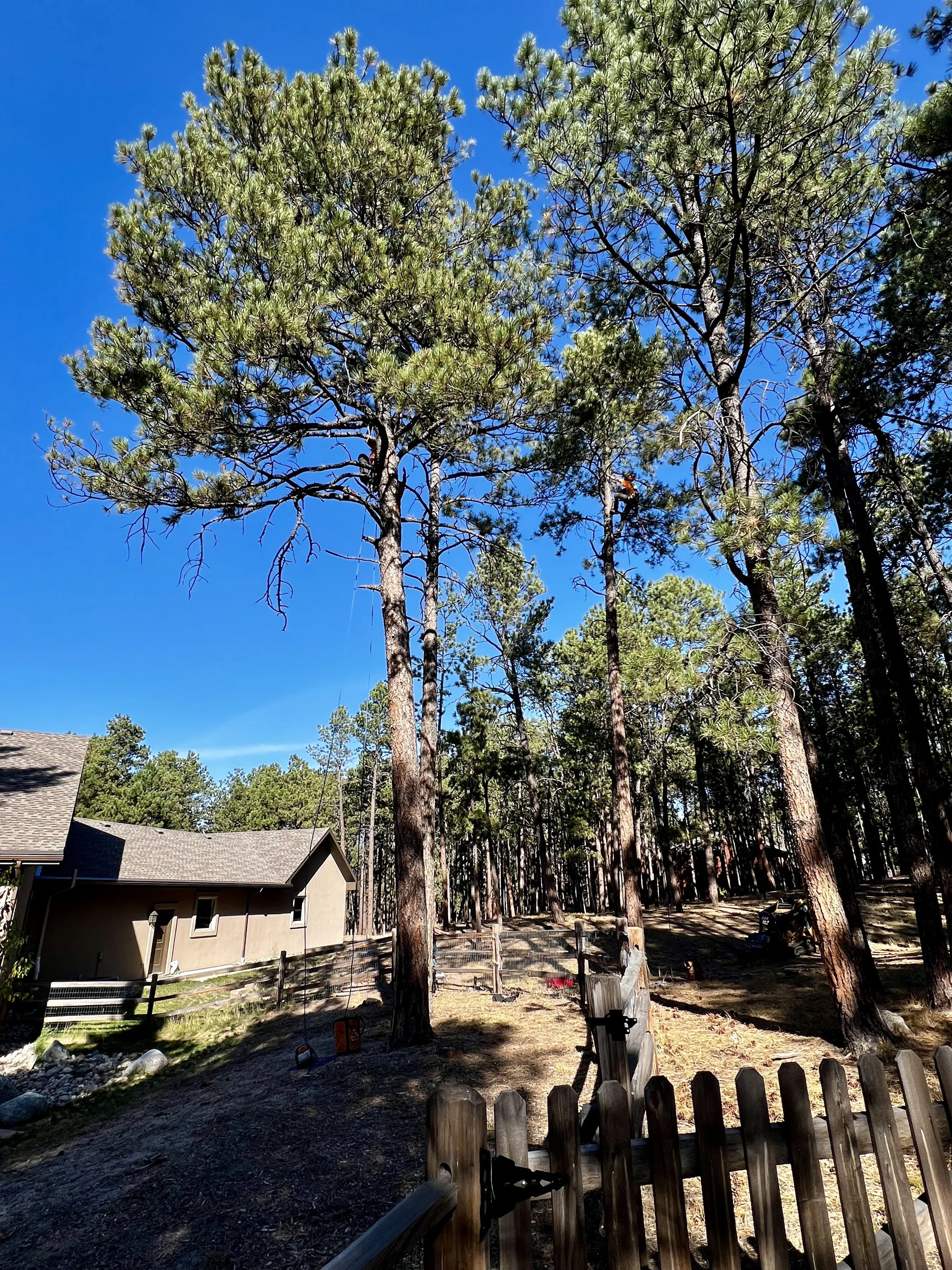 Tall pine trees with green needles against a bright blue sky near a house with a gravel yard, a wooden fence, and some construction materials.