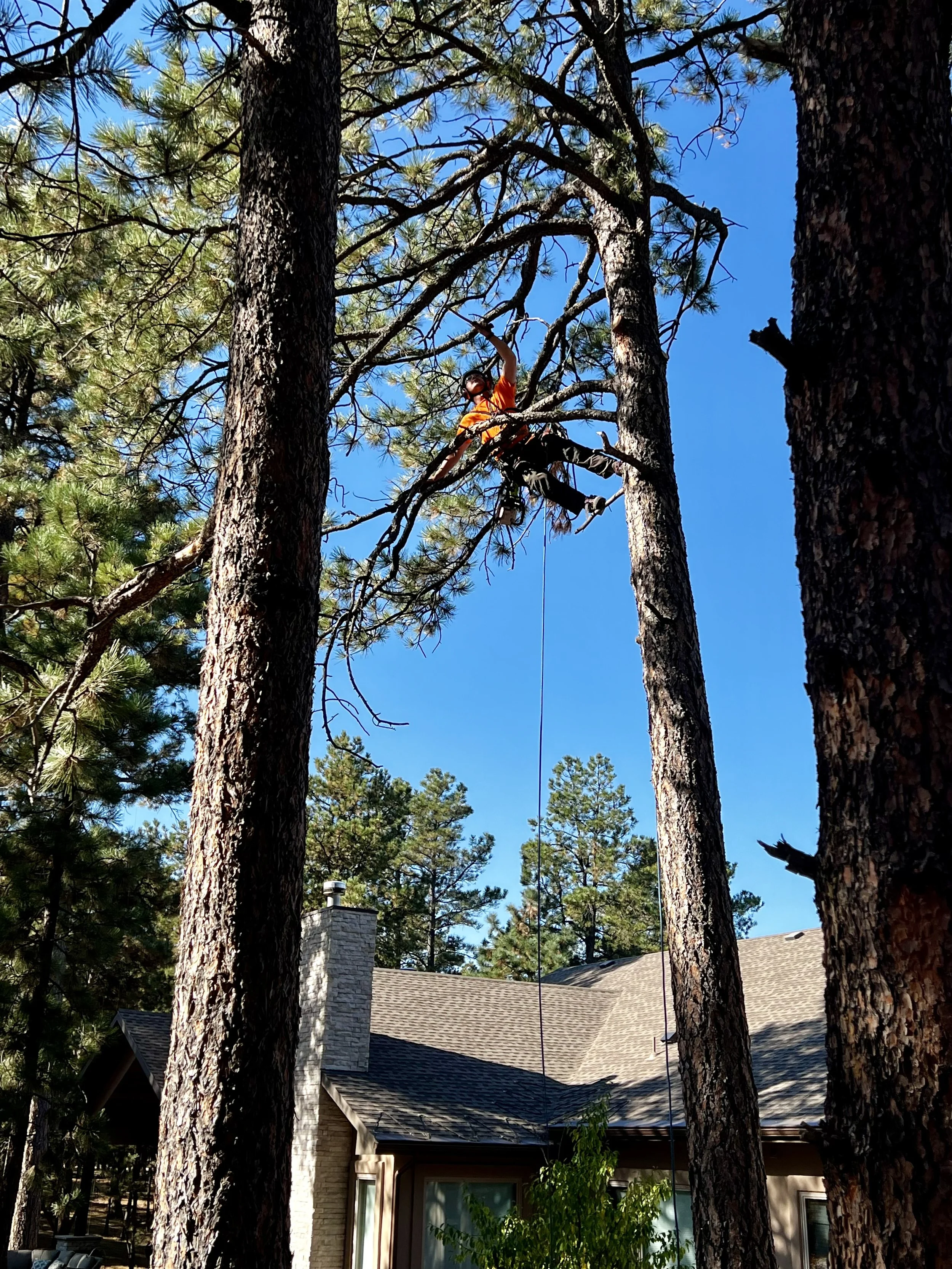 A person in an orange shirt and dark pants climbing a tall pine tree with thick bark, using a harness and safety ropes, in a residential neighborhood. The house has a beige exterior with stone accents and a chimney. The sky is clear and blue.
