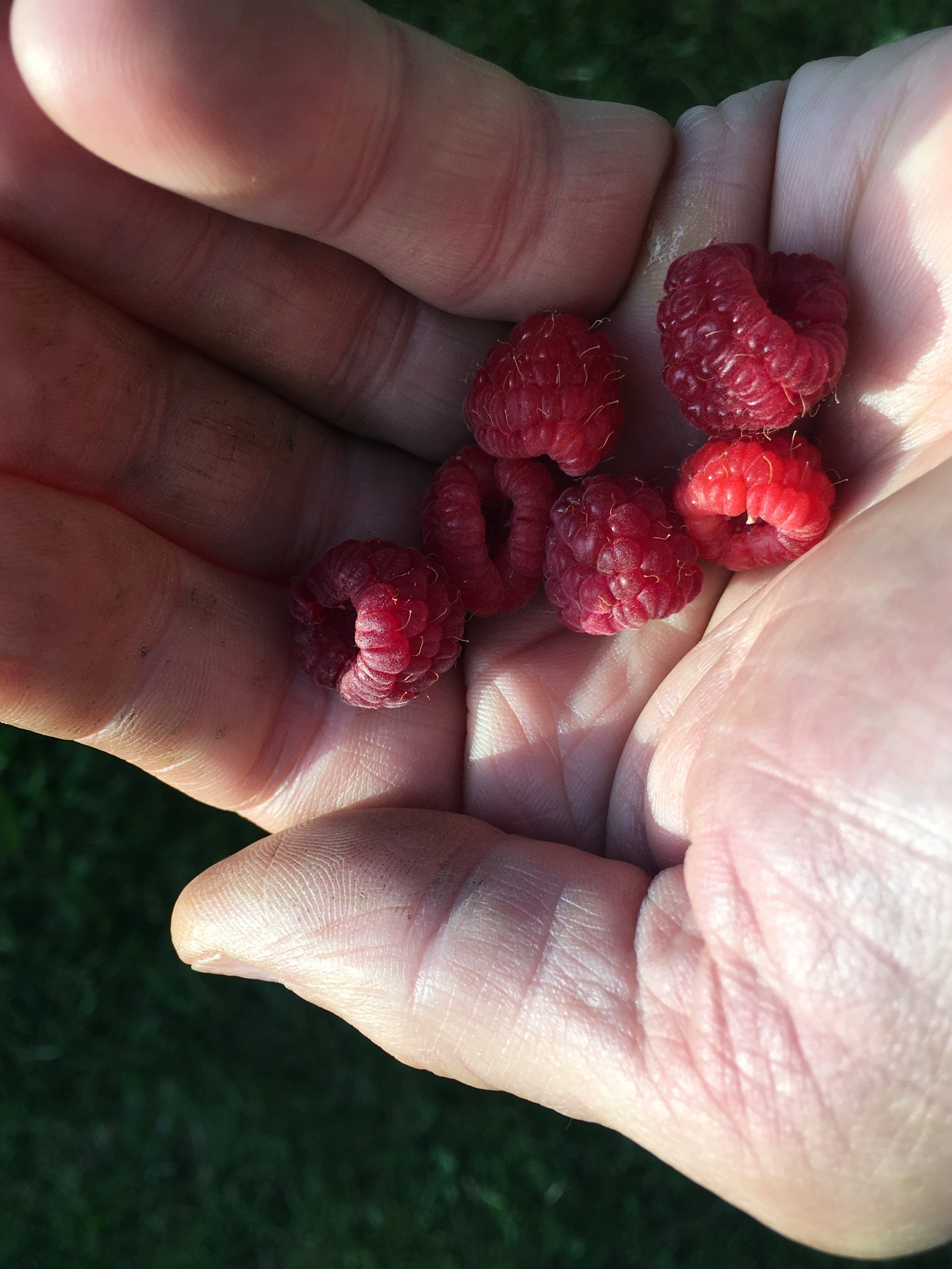 Berries in hand 1.JPG
