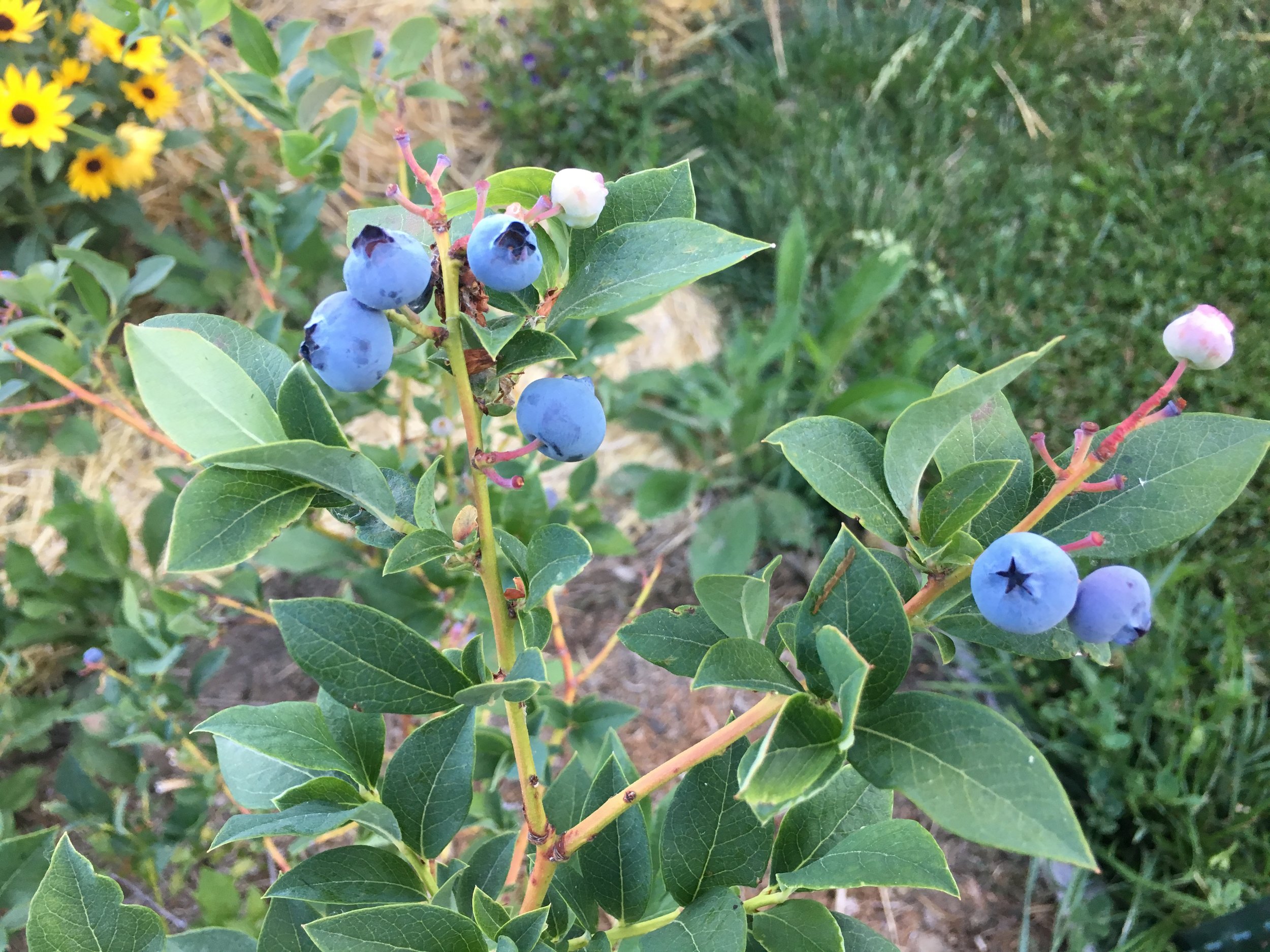 Blueberry Bush.JPG