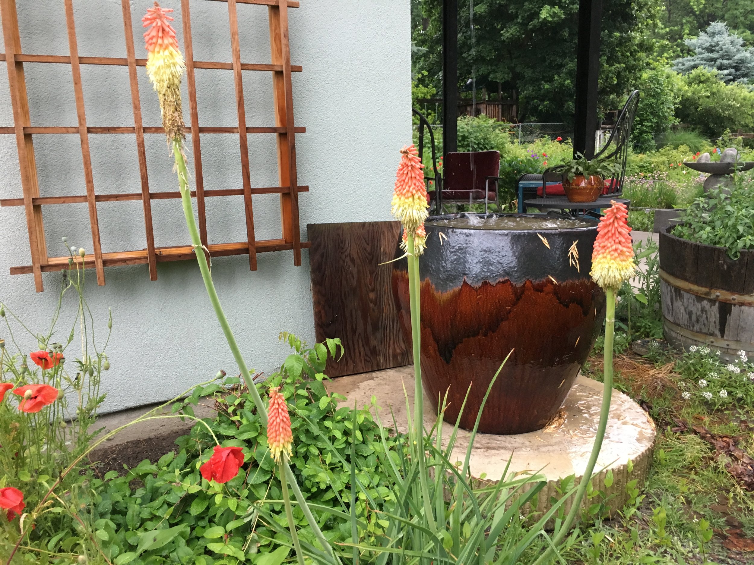 Hot Pokers Rain Pot.JPG