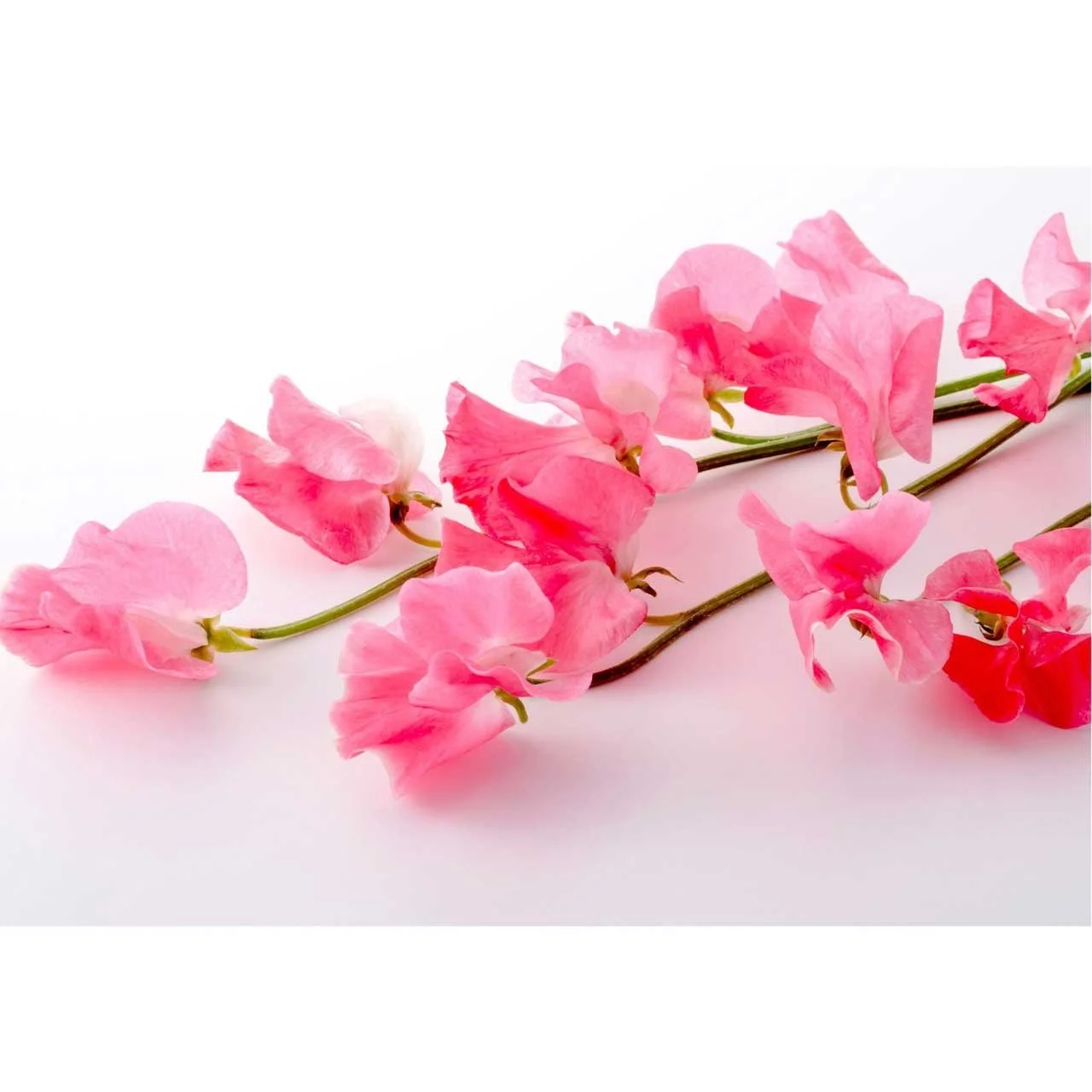 Grow your own flowers cutting garden plant starts cut flowers