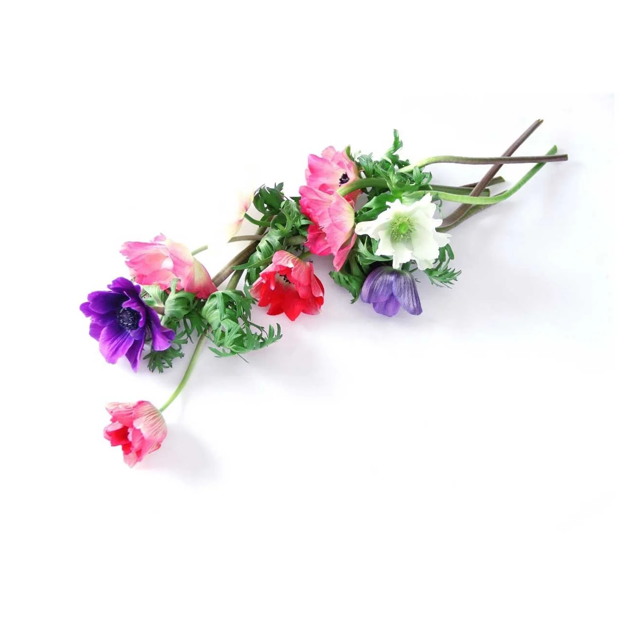 Grow your own flowers cutting garden plant starts cut flowers