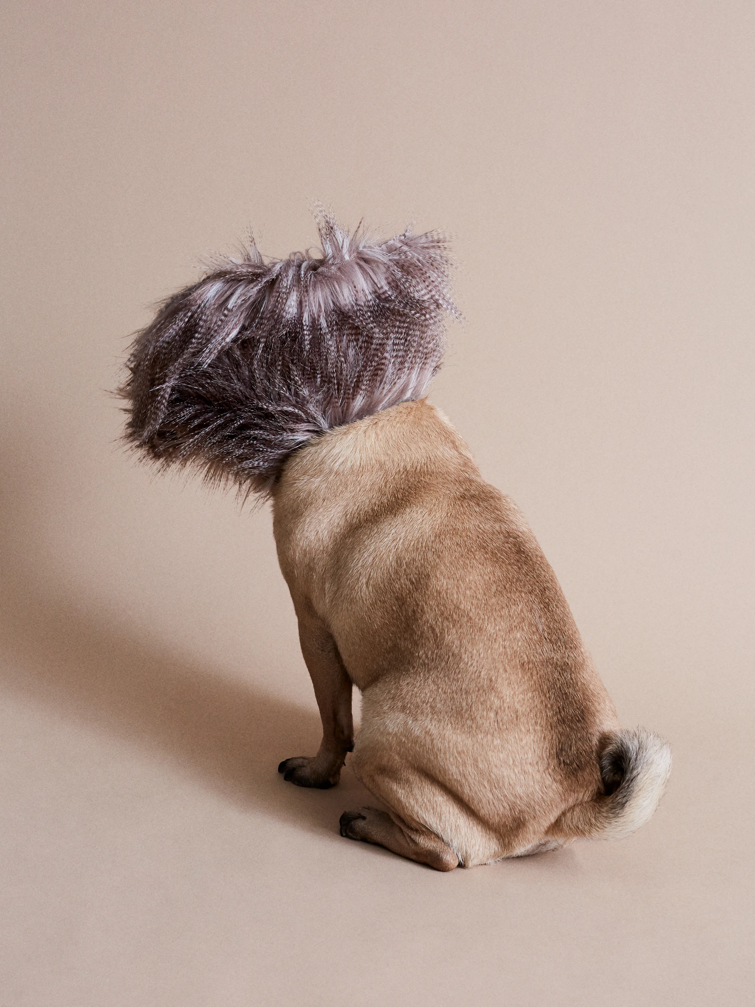 Cone of Shame