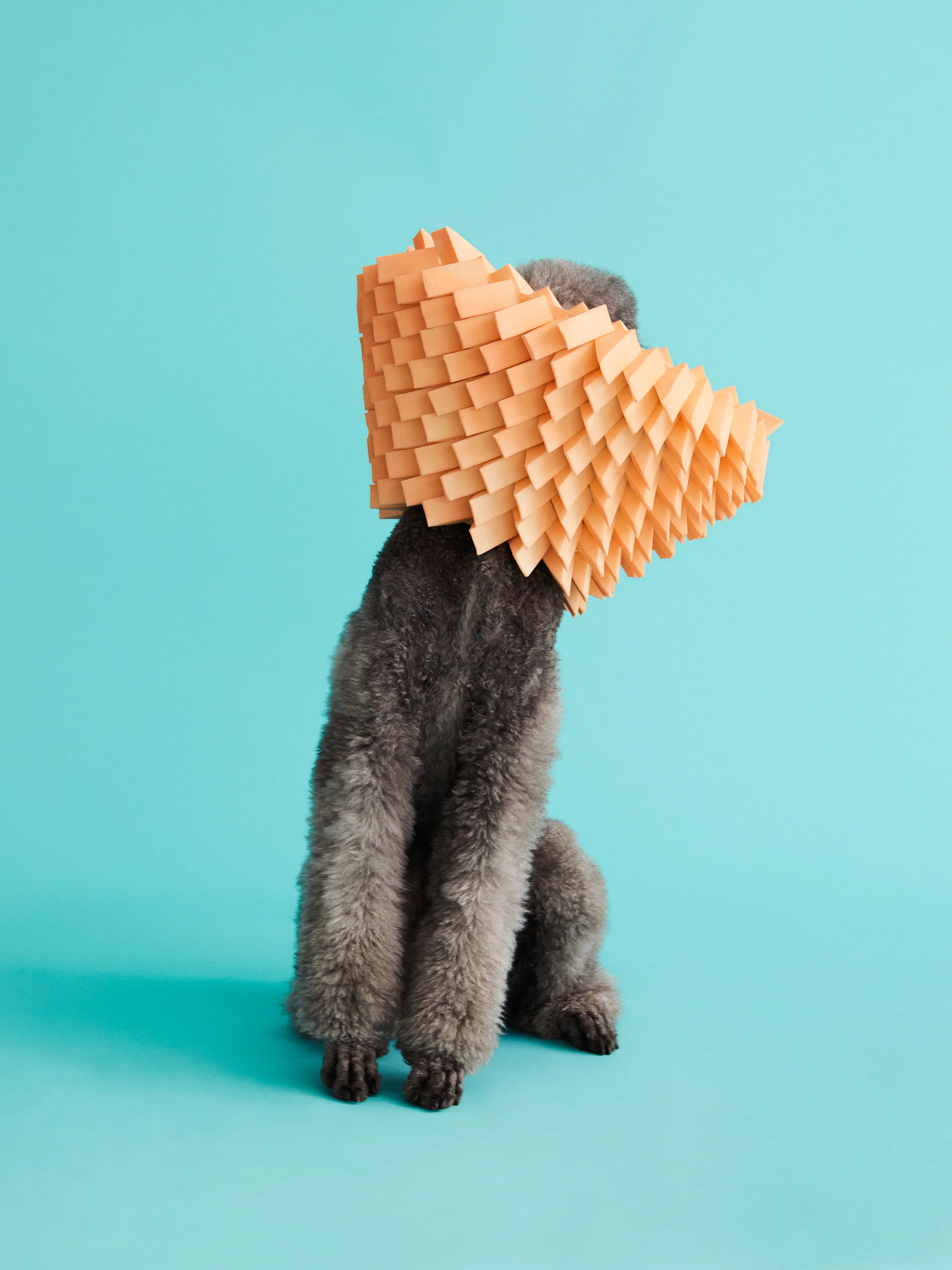Cone of Shame