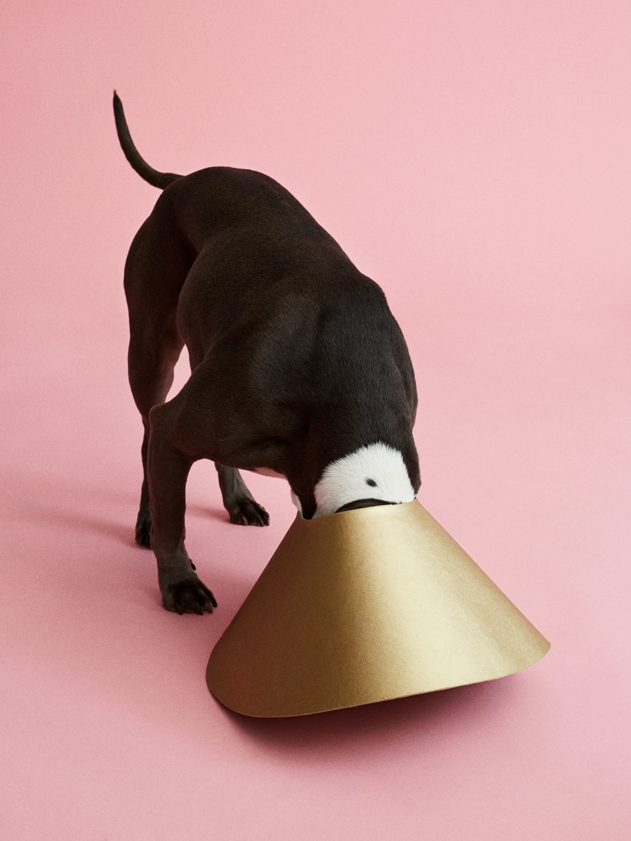 Cone of Shame