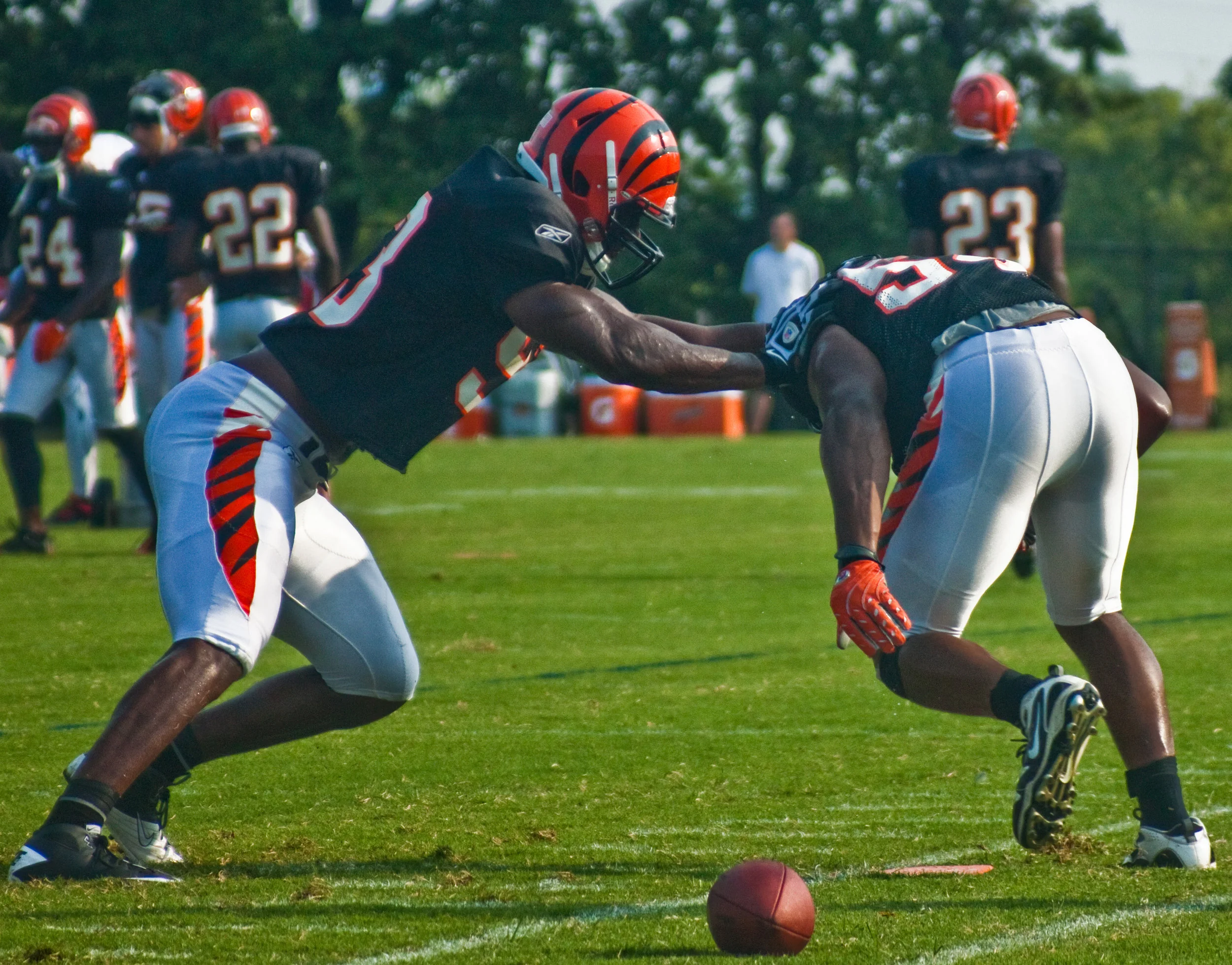 Bengals.jpg