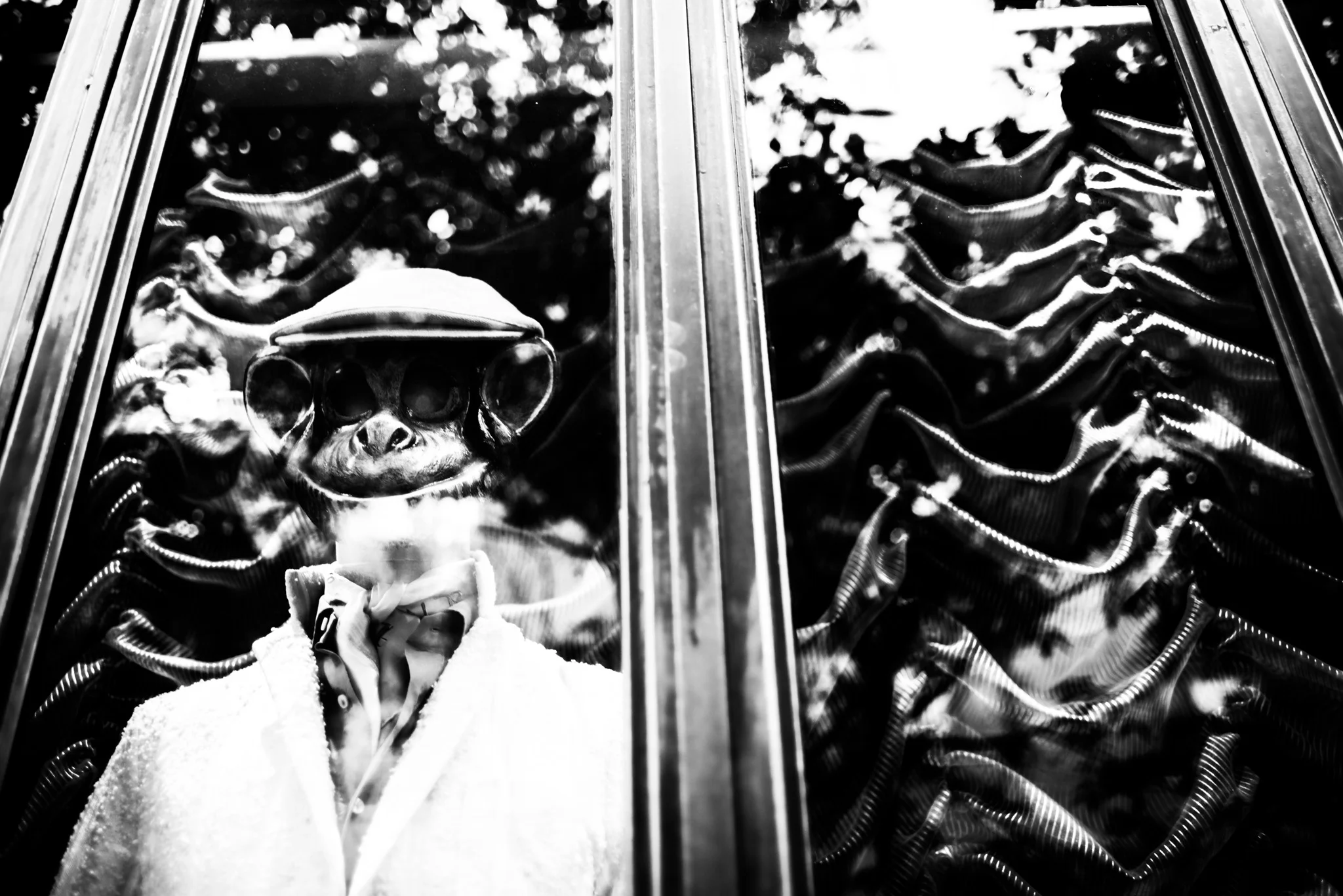 Monkey Window, NYC, 2017