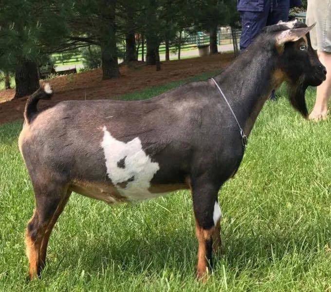 Sire: Kyeema Ridge Hurricane Photo Credit to India Blue Farm 