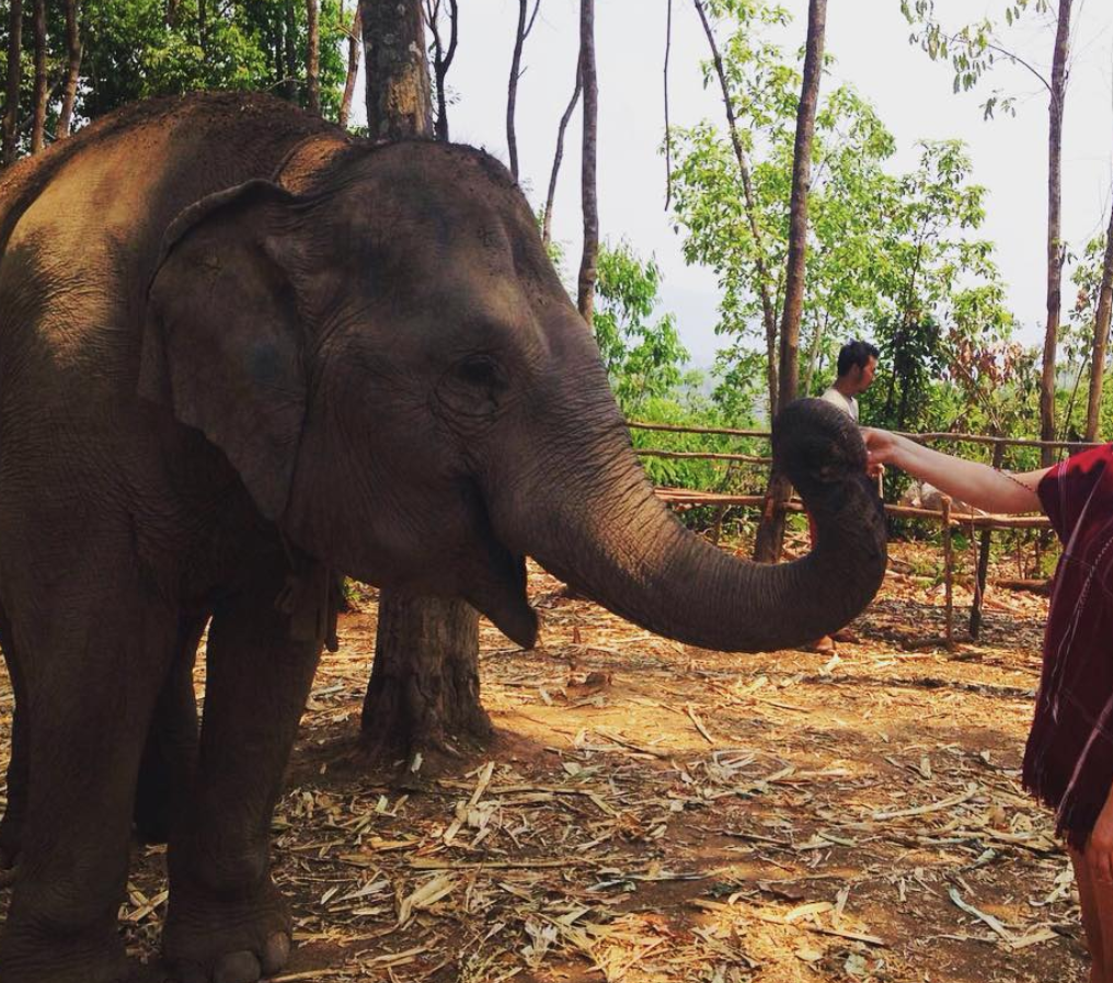 Meeting elephants at the Sai Yoke Elephant Camp.