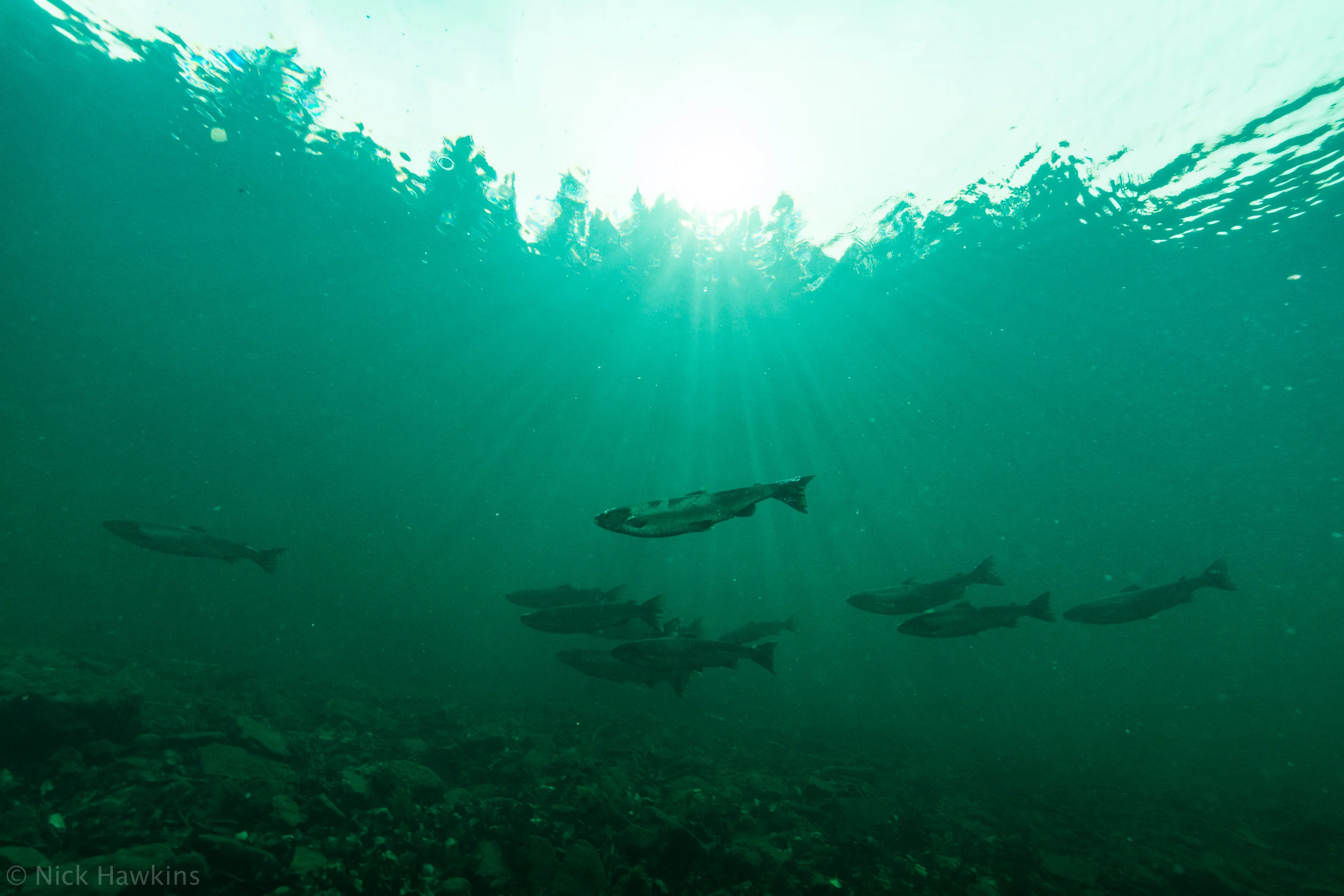 saving-salmon-Nick-Hawkins-2770.jpg