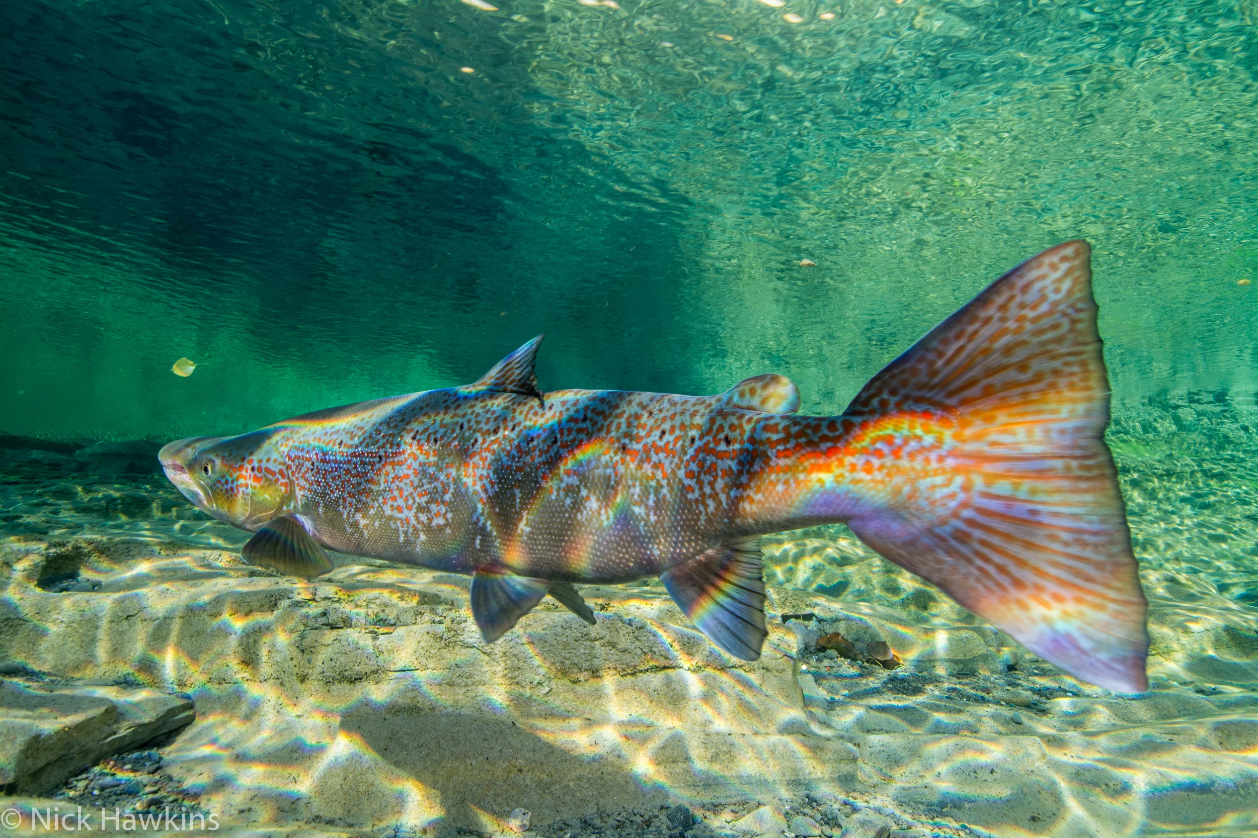 atlantic-salmon-quebec-Nick-Hawkins-3991.jpg