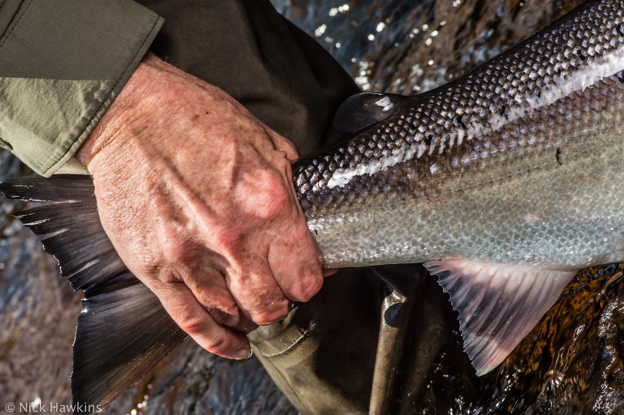 saving-salmon-instagram-6473.jpg