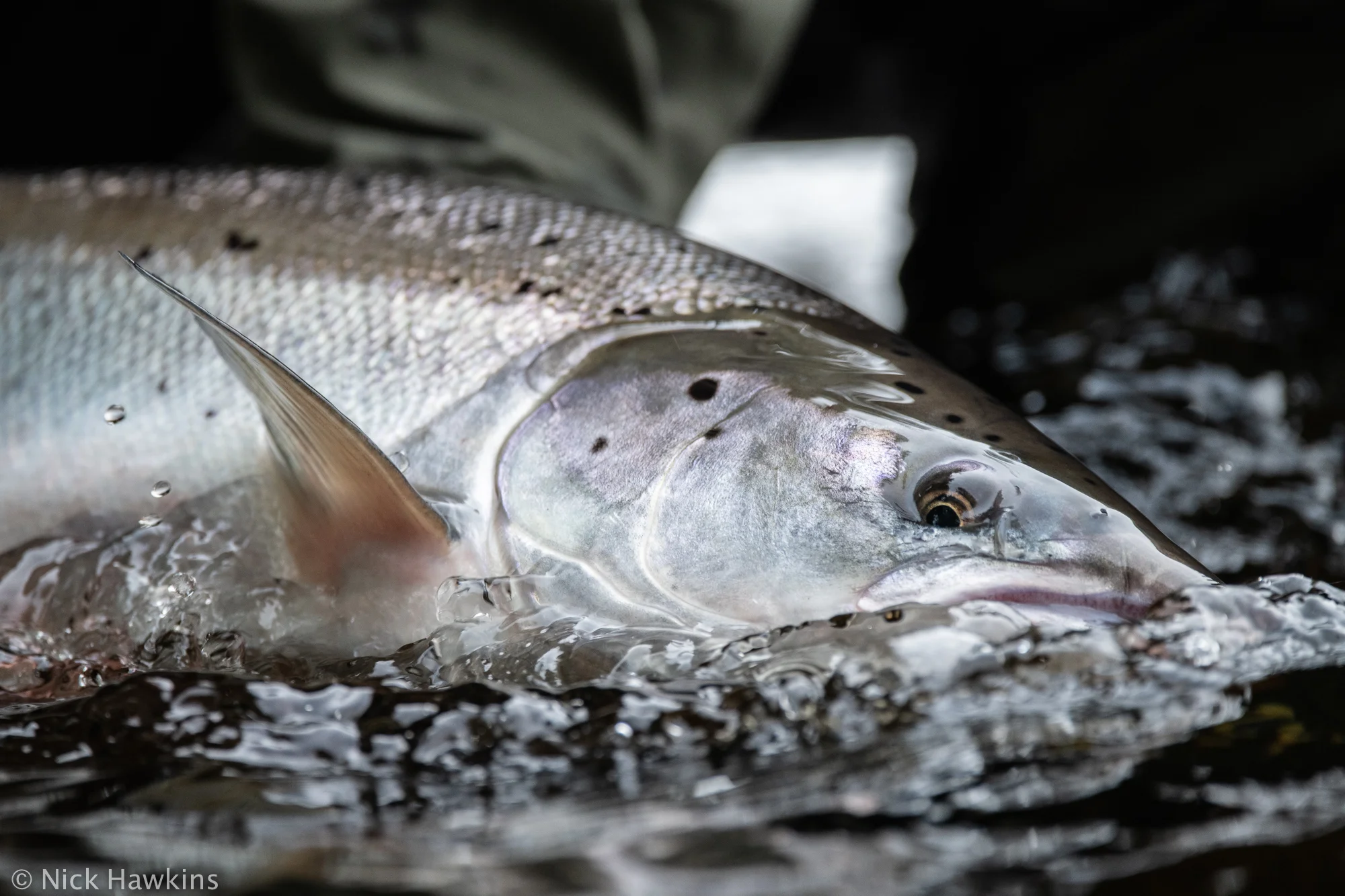 Saving-Salmon-Instagram-1421.jpg