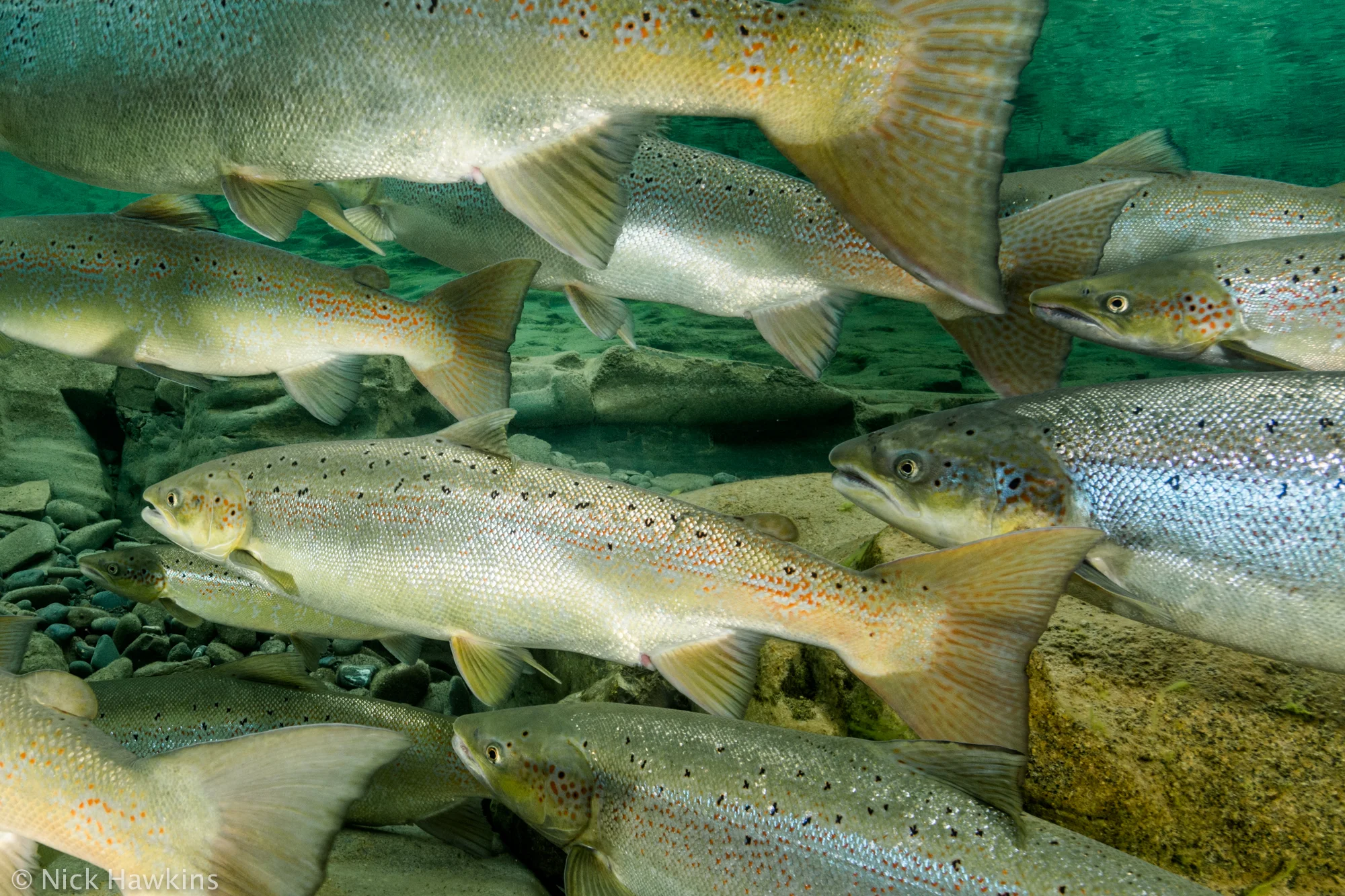 atlantic-salmon-quebec-Nick-Hawkins-2176.jpg