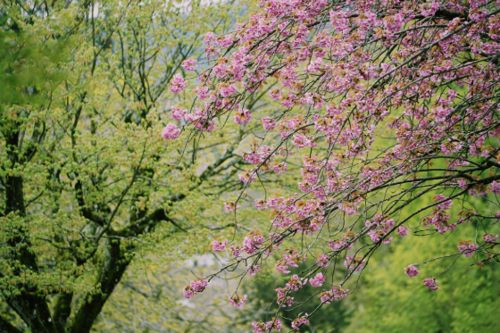 Springtime Allergies 