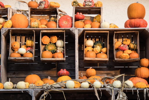 Fall into Health: Seasonal Medicinal Tips to Keep You Well This Autumn