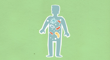 The Gut Microbiome: The Ecosystem Inside Your Body