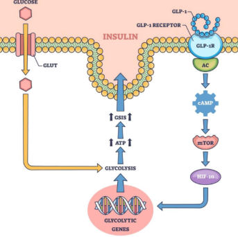 The GLP-1 Revolution: Reshaping Obesity and Metabolic Disease Treatment