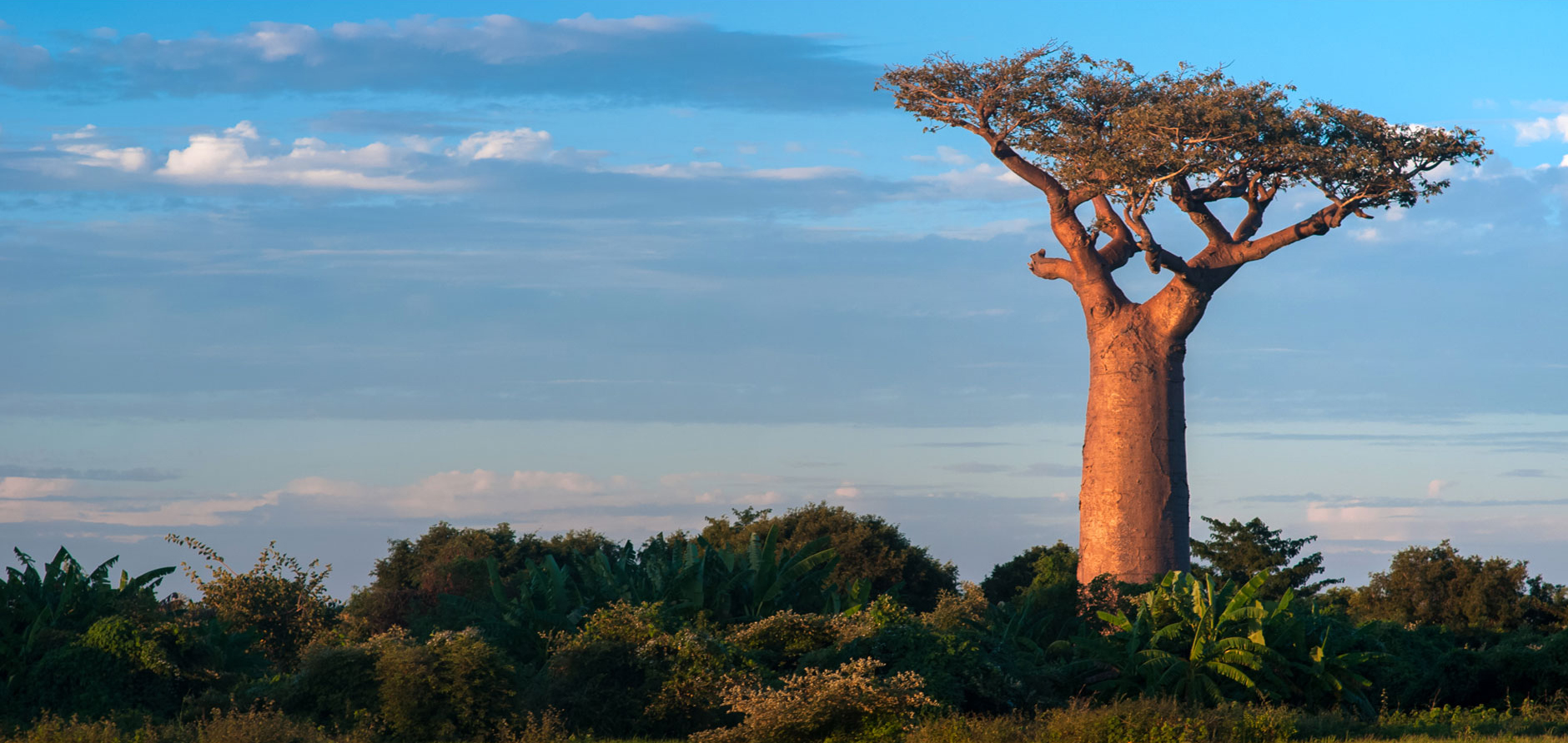 color_baobab_tree.jpg