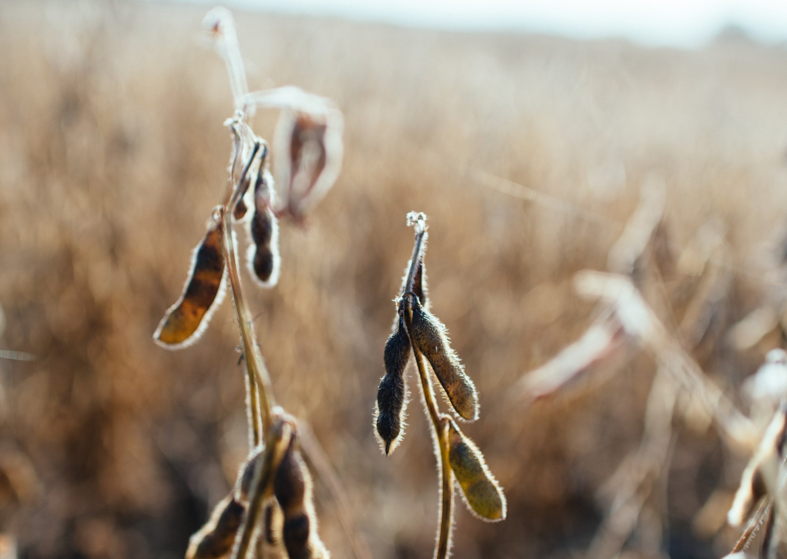 Soybeans: Global Production and Trade Set to Continue to Grow