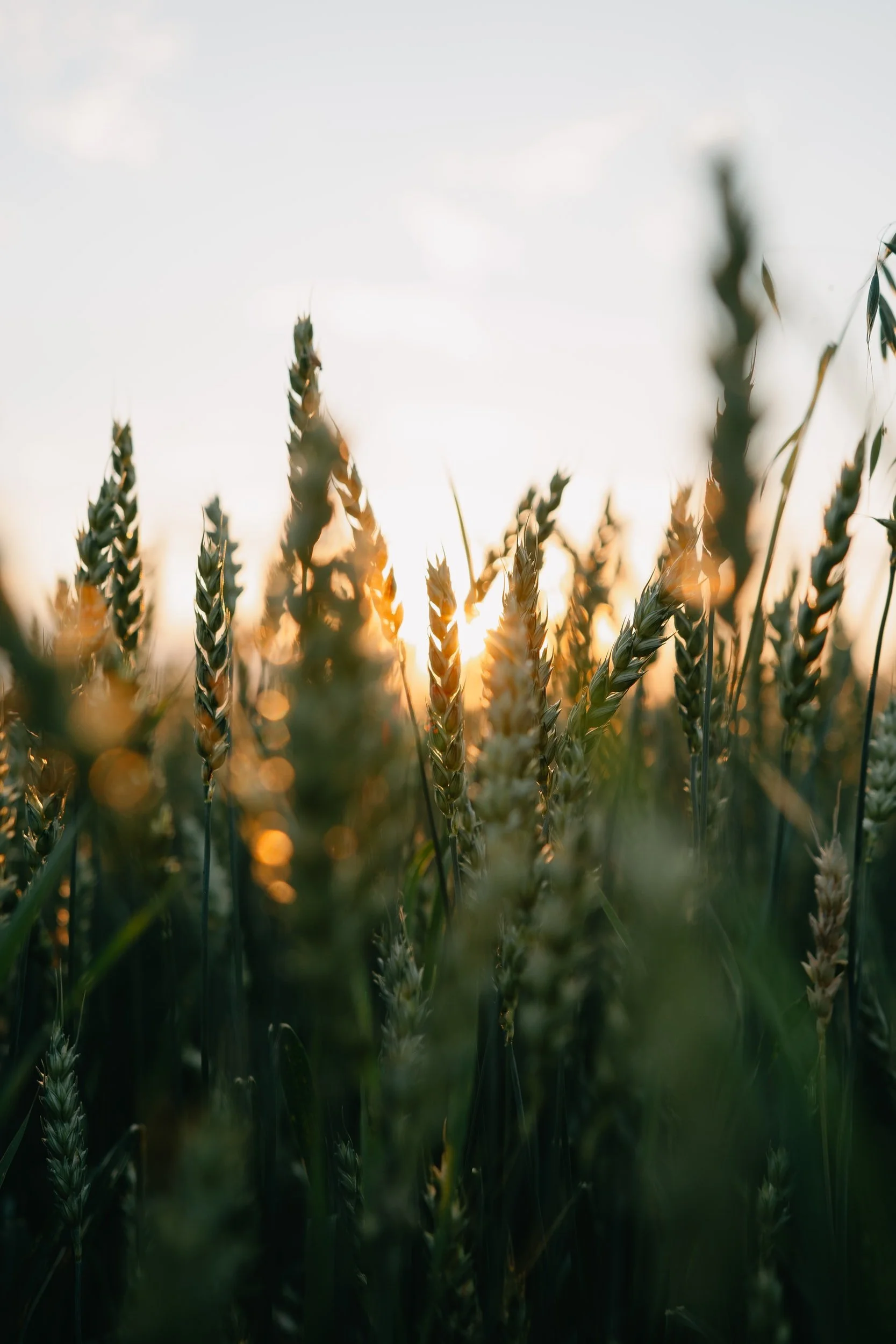 Global Grain Trade Forecasts Continue to be Lowered as Anticipated