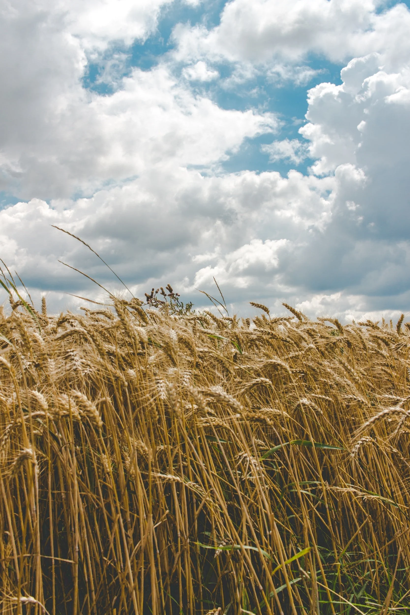 Preliminary 2022/23 Grain Trade Forecast