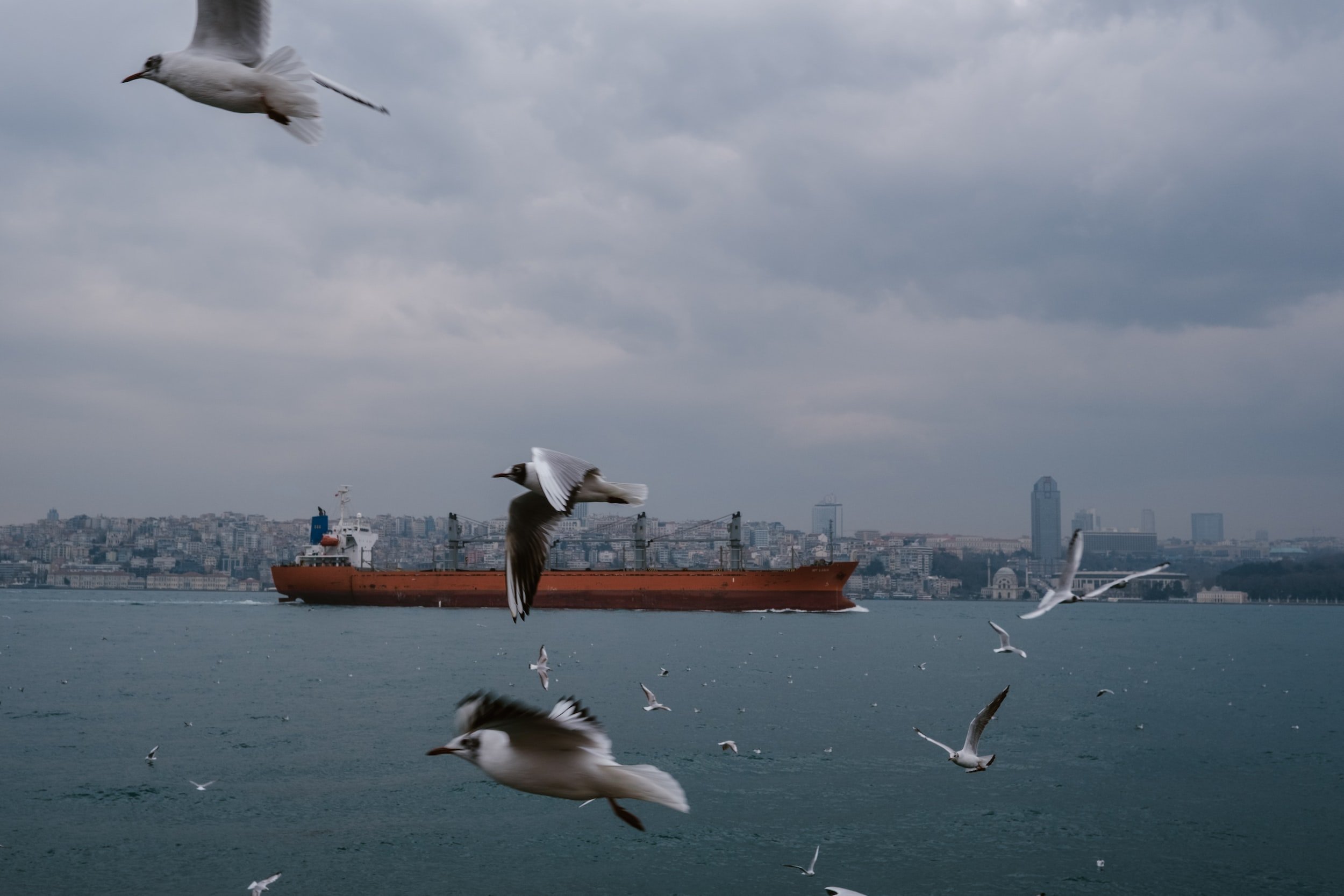 Signal Dry Bulk Weekly Report