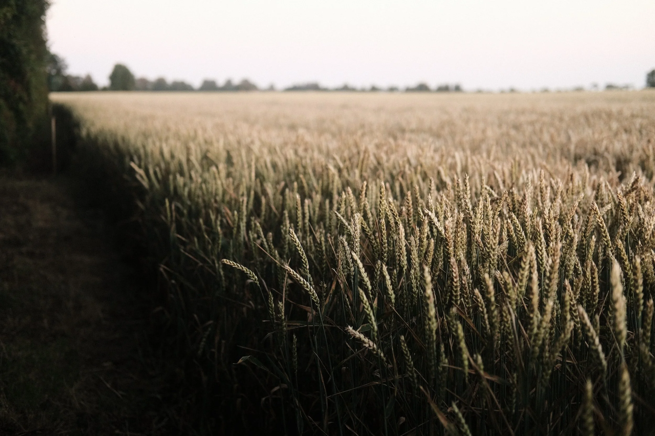 The Shipfix Blog: Ukrainian Grain Exports Facing Renewed Uncertainty