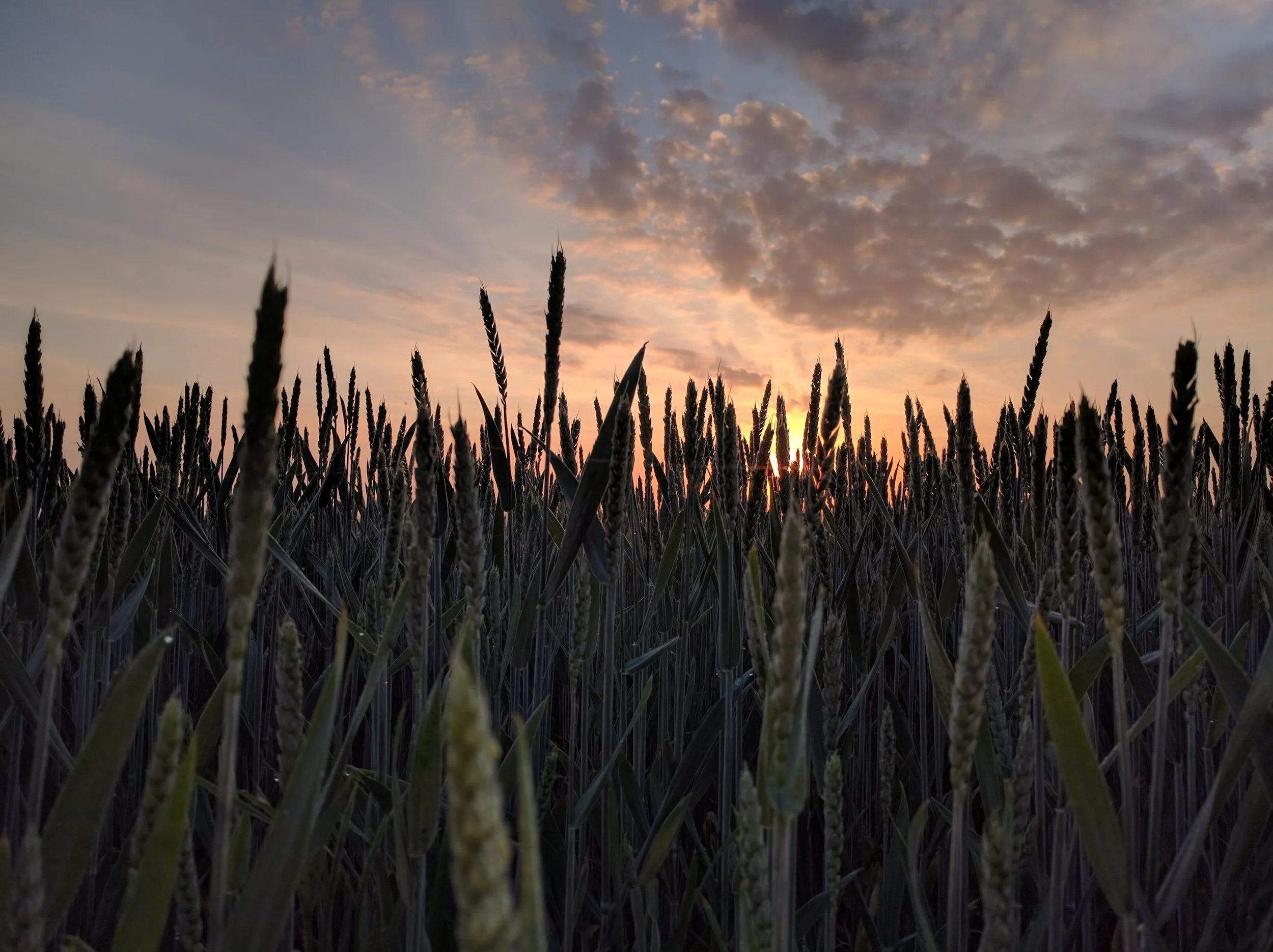 More Grain Exports Expected Next Season