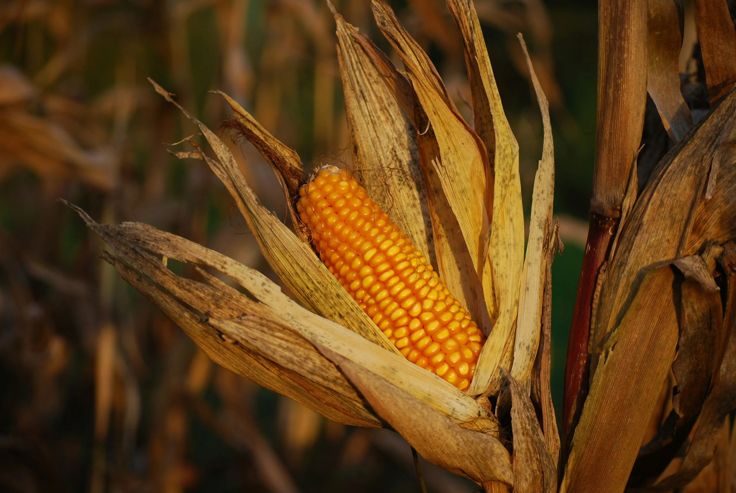 Spotlight on Brazilian Corn Shipments