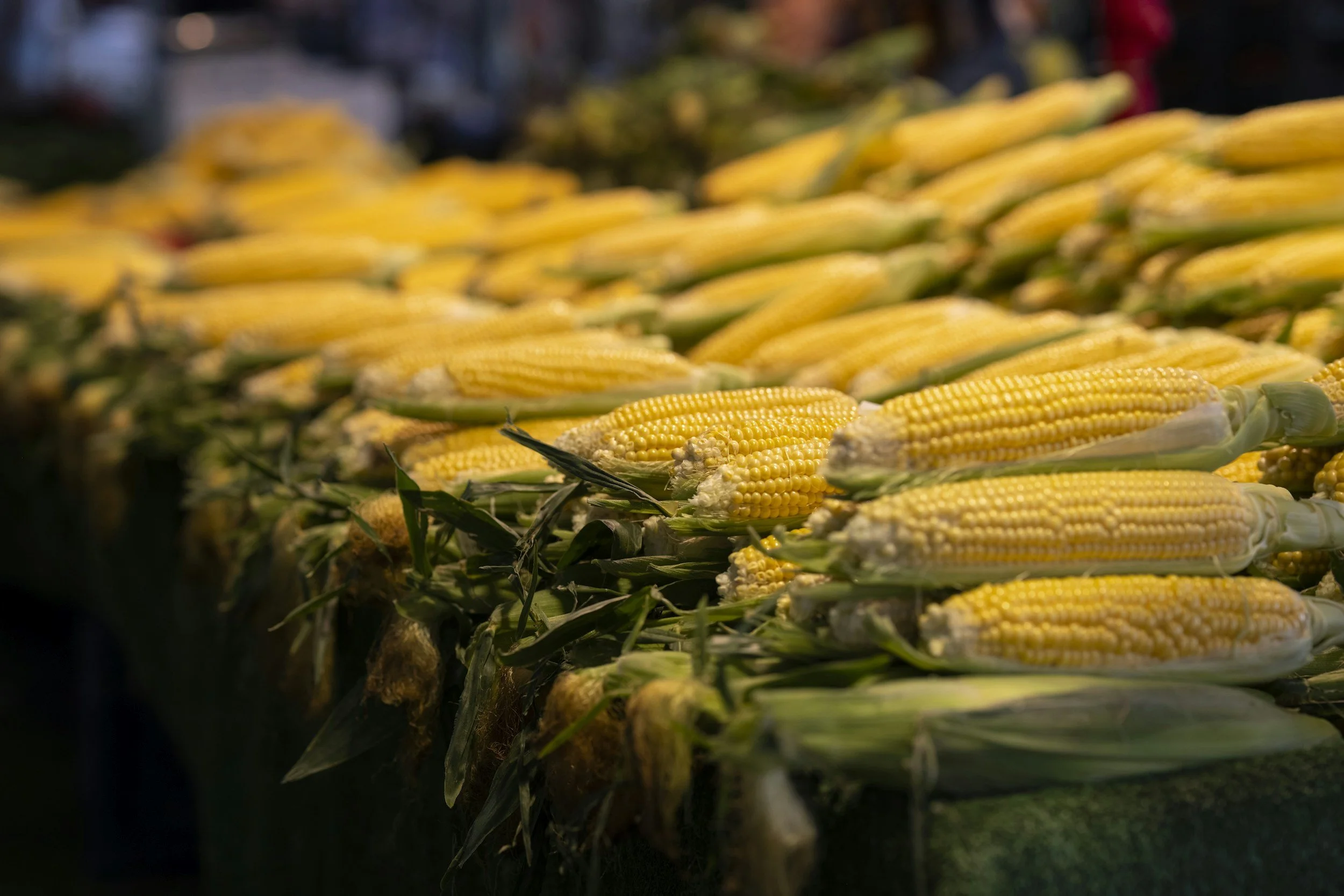 U.S. Leads Brazil in Corn Exports to China