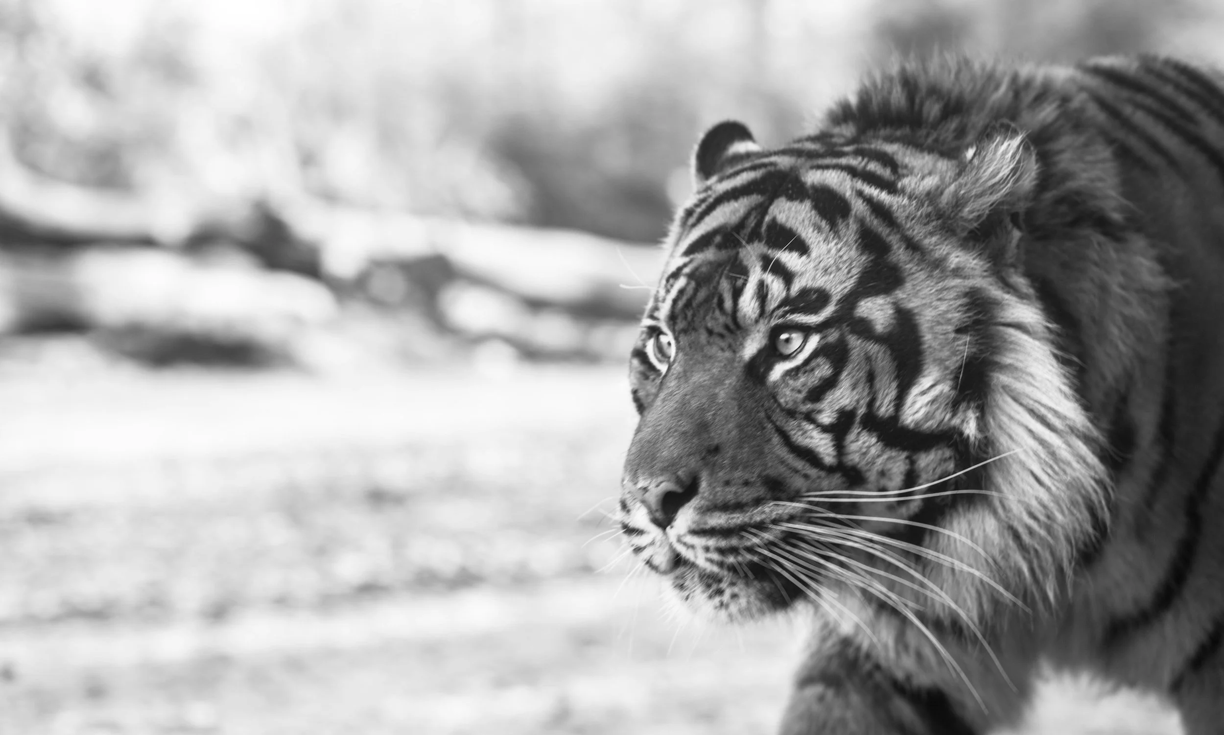 India's growth potential